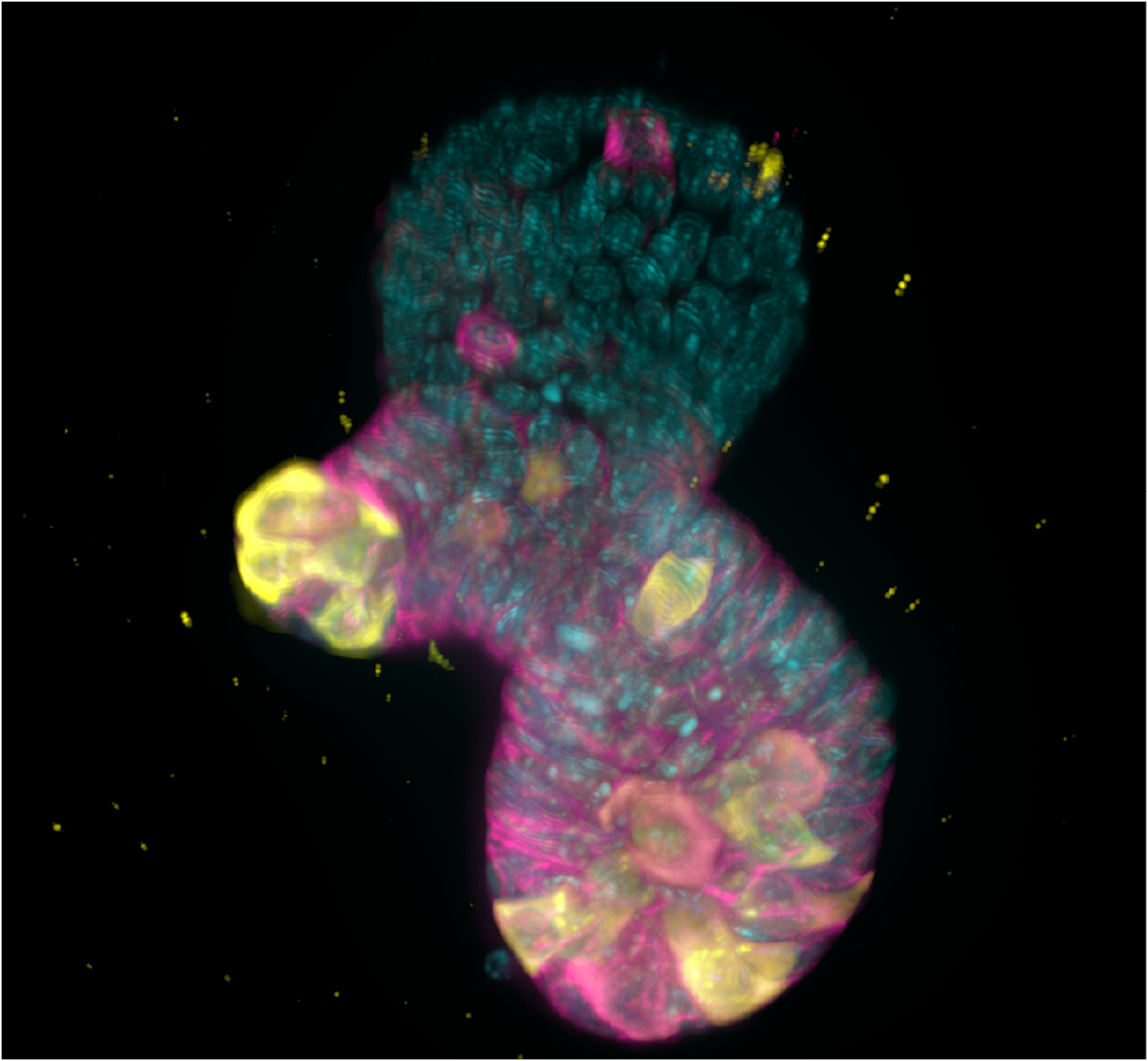 Intestinal Organoids