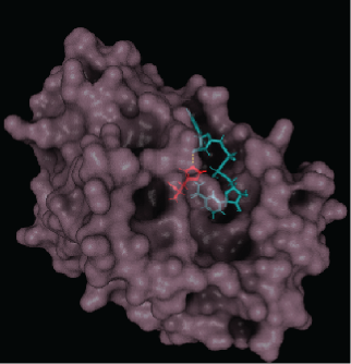 PARP1 Protein