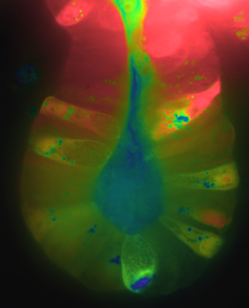 pHi Gradient in Intestinal Crypt