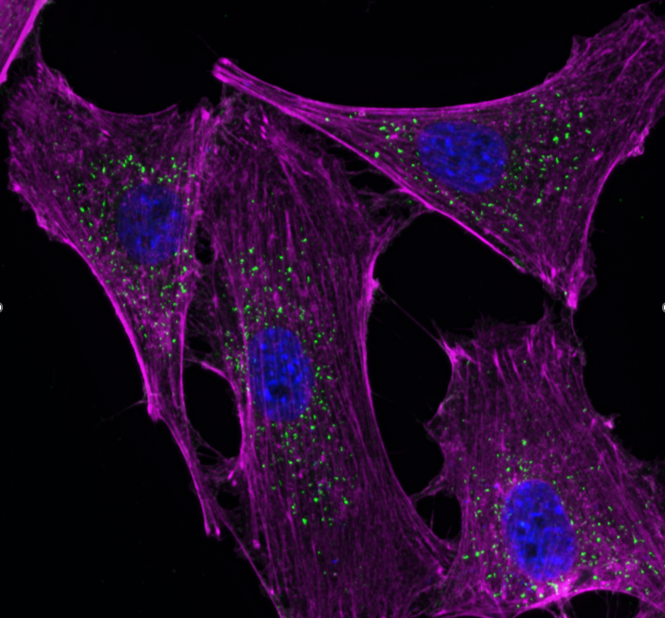 Clonal Cells