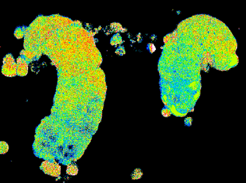 pHi Gradient in Ex Vivo Crypts