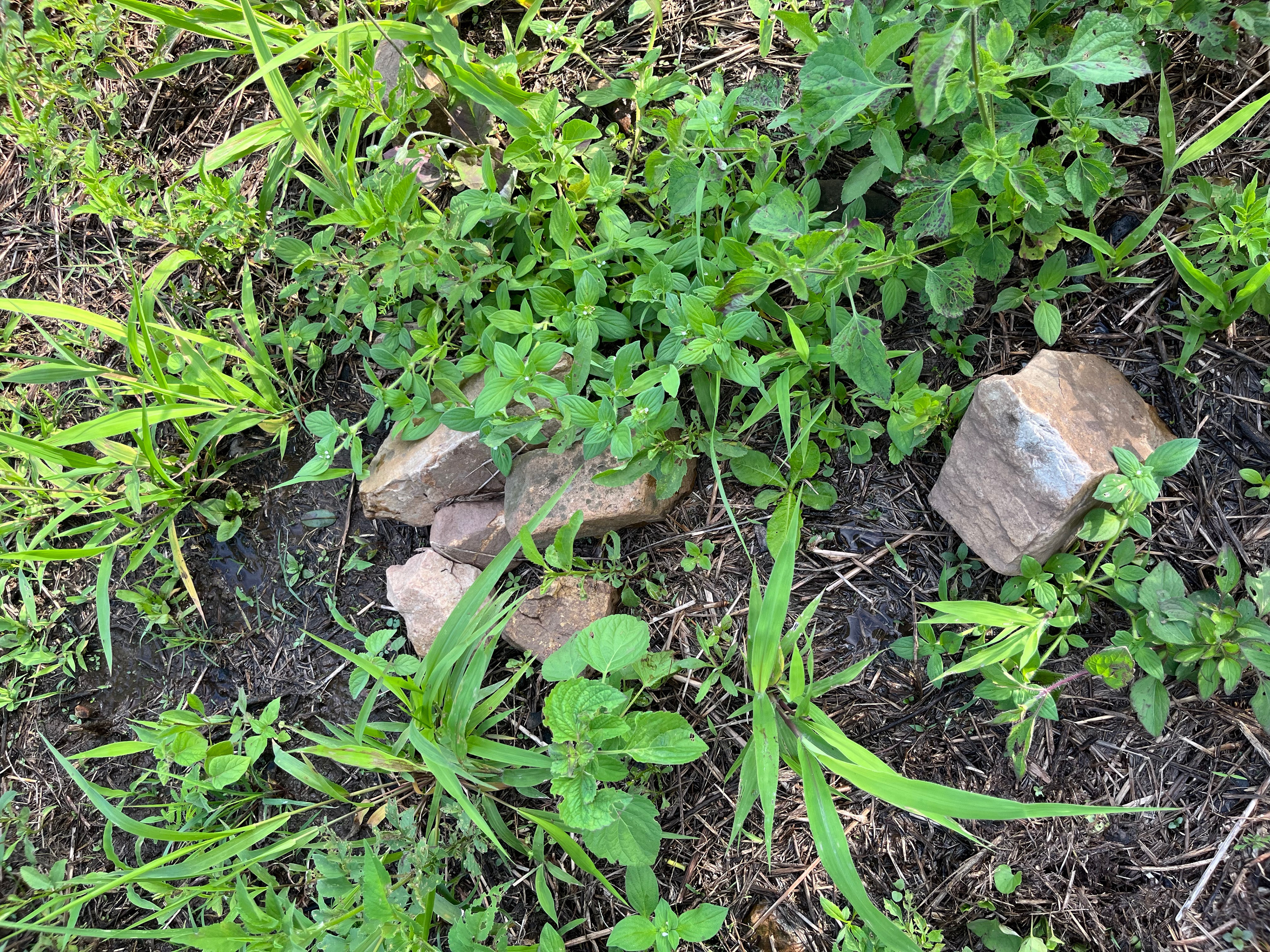 Las piedras de mi casa, fotografía digital, Duen Neka'hen Sacchi, 2024