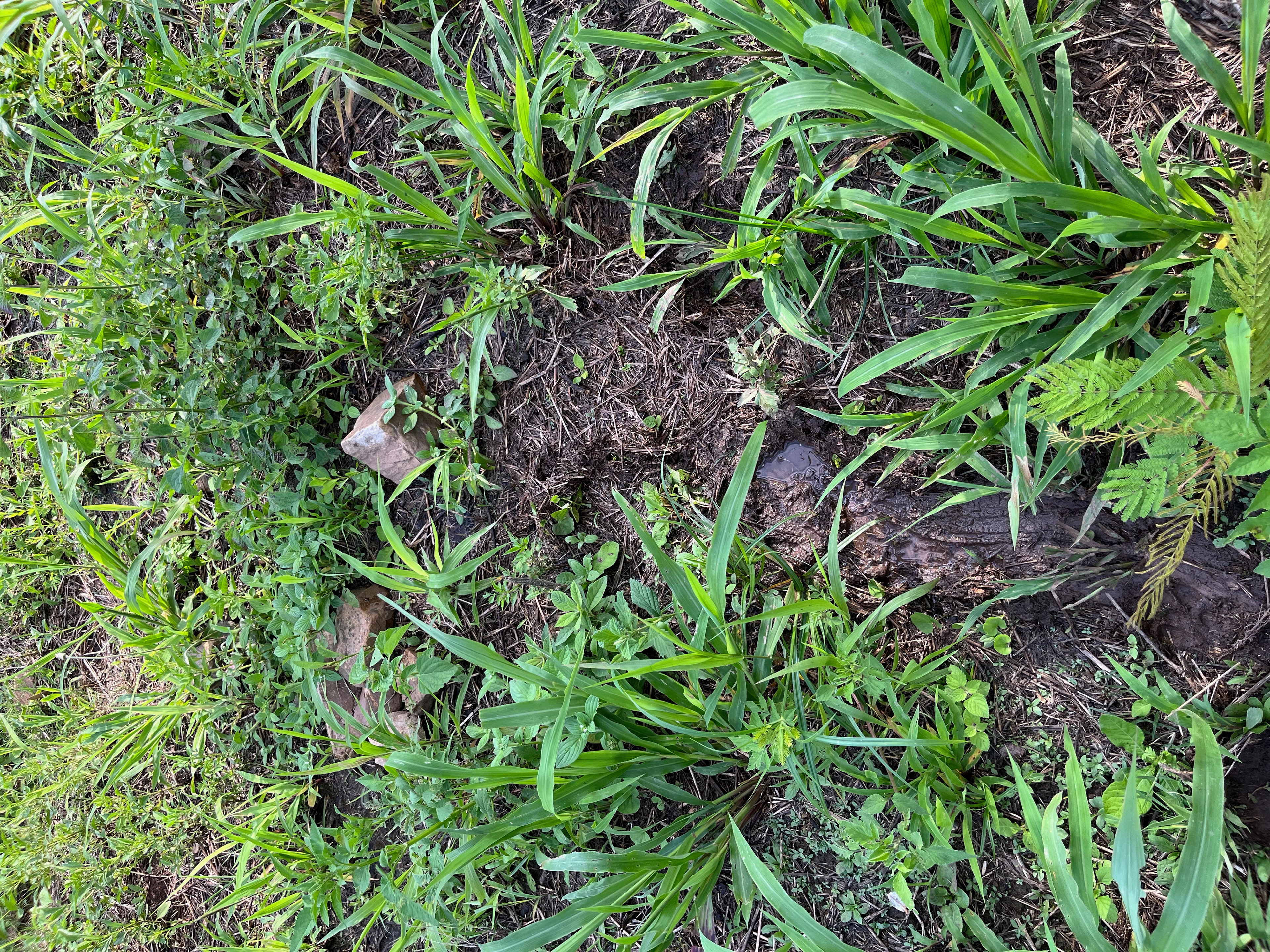 Las piedras de mi casa, fotografía digital, Duen Neka'hen Sacchi, 2024