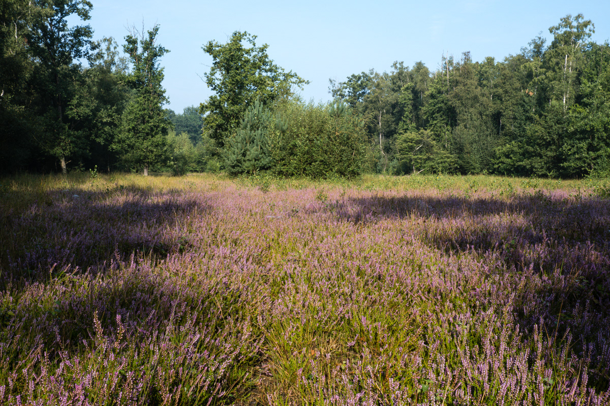 Stropersbos - Stekene