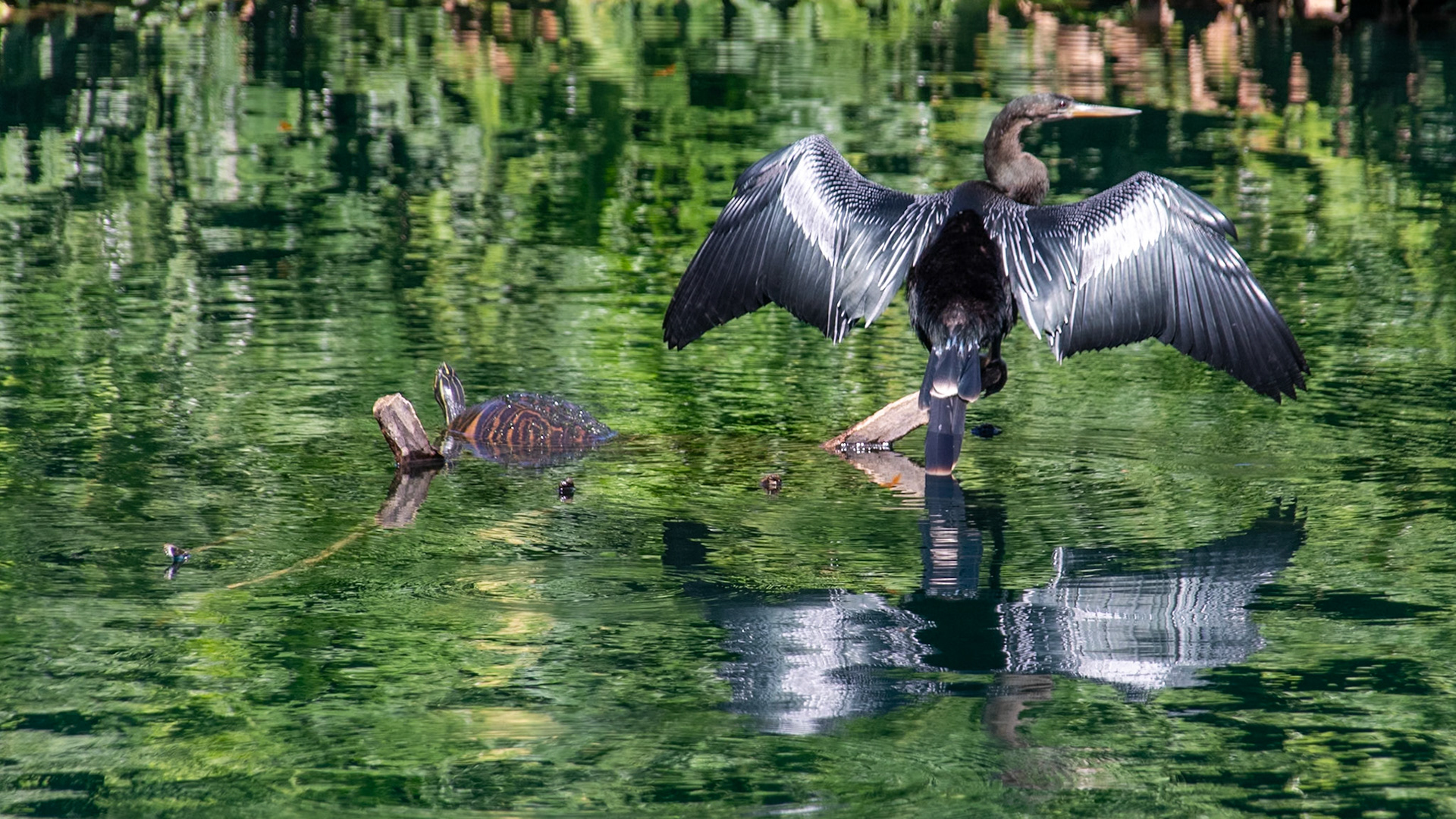 Watching over the turtles