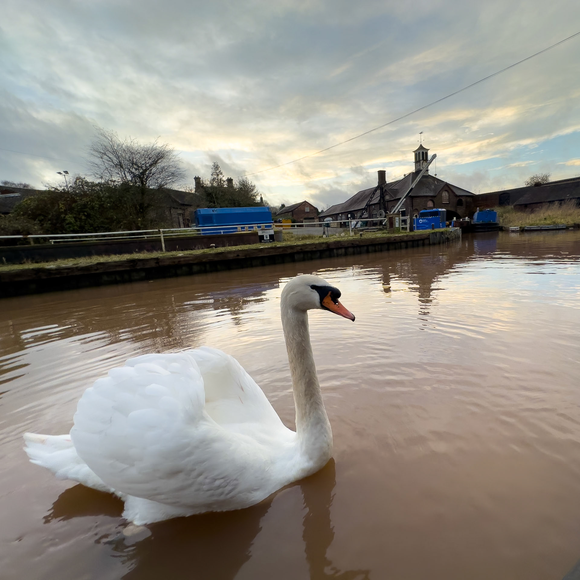 Swan at Hartshill Maintenance Yard on the Coventry canal