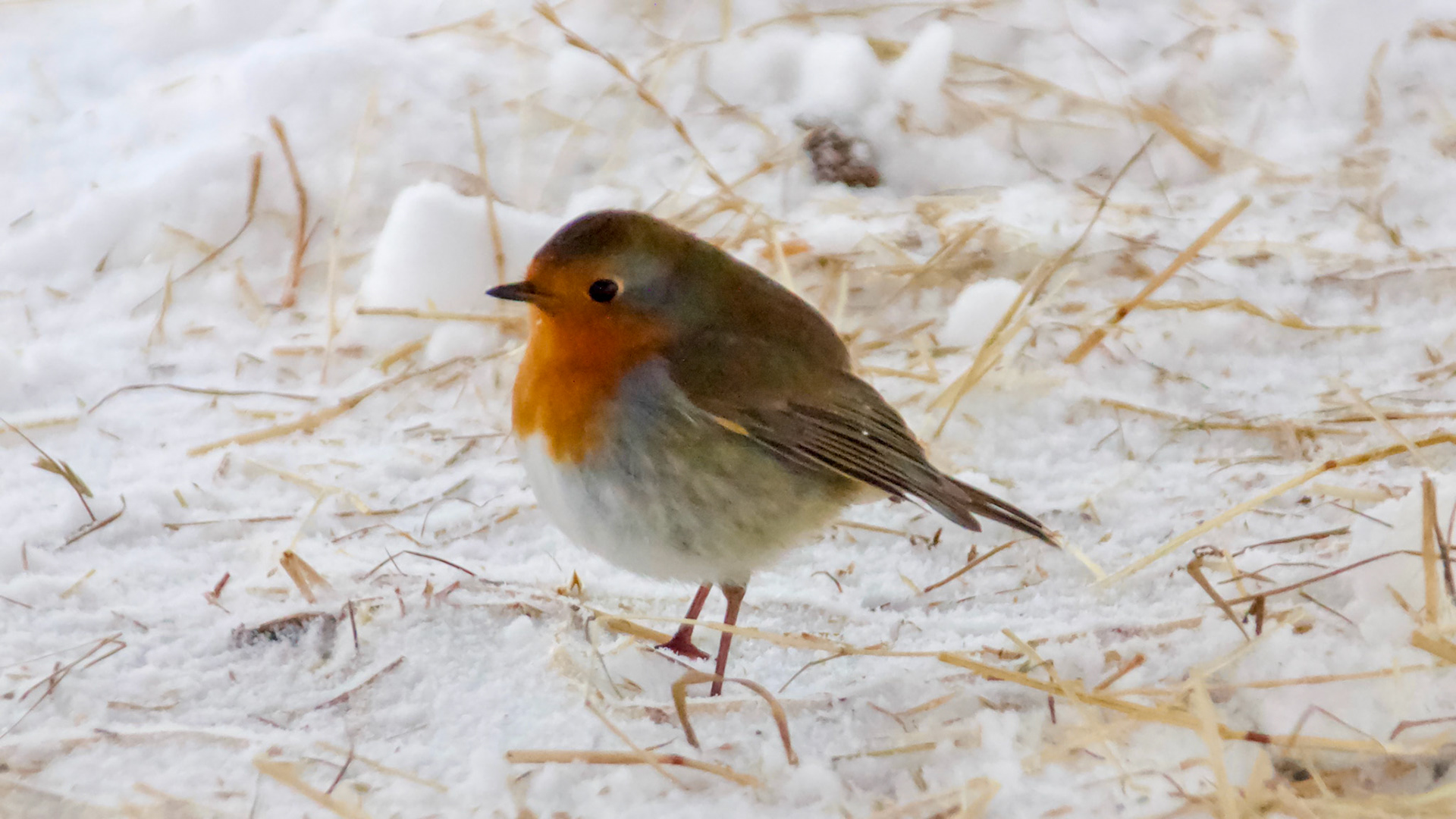 Robin at the smallholding enjoying the snow