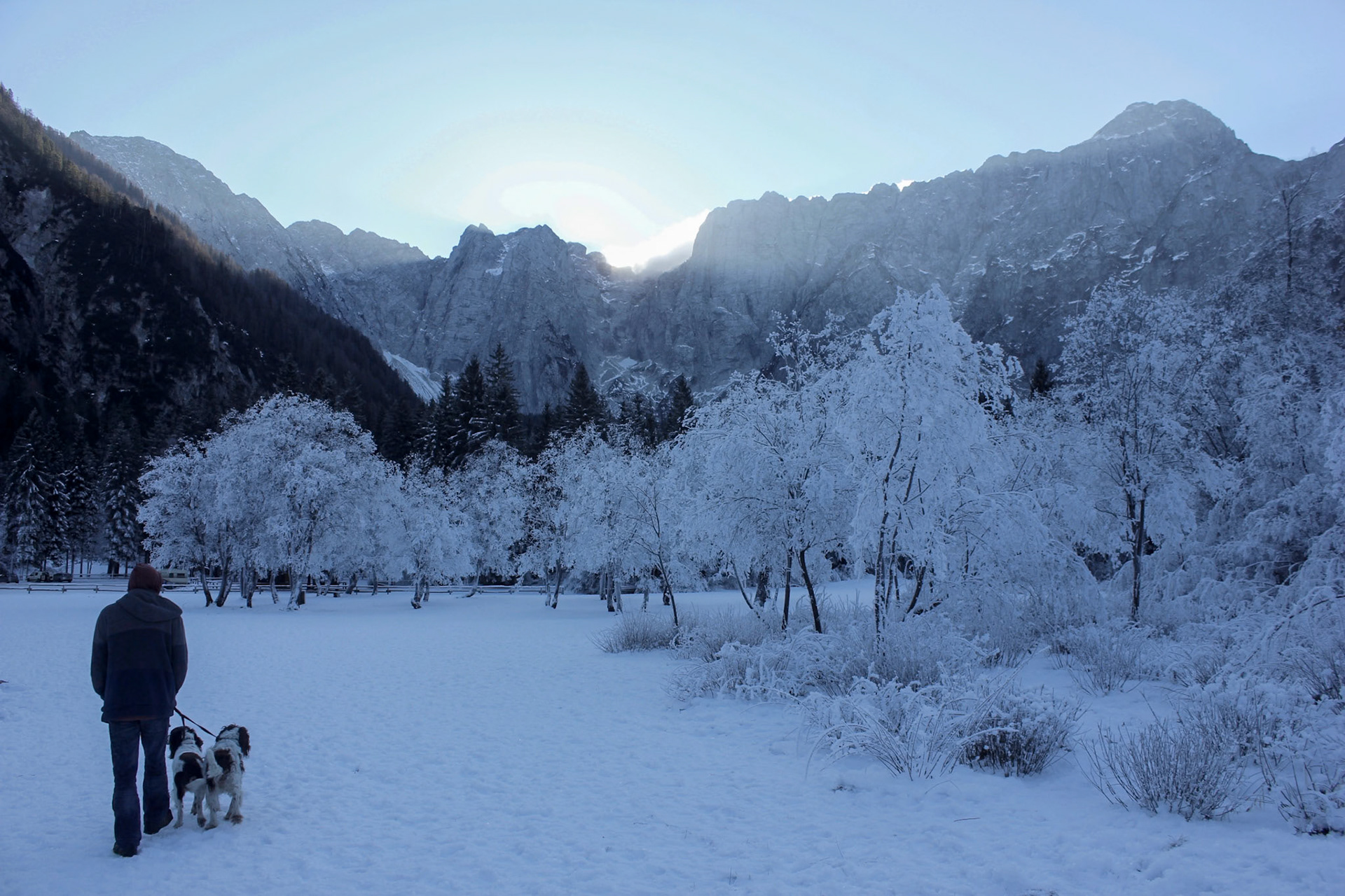 Two Springer Spaniels are being taken for a walk through the mountains in Italy while its very icy and snowy.