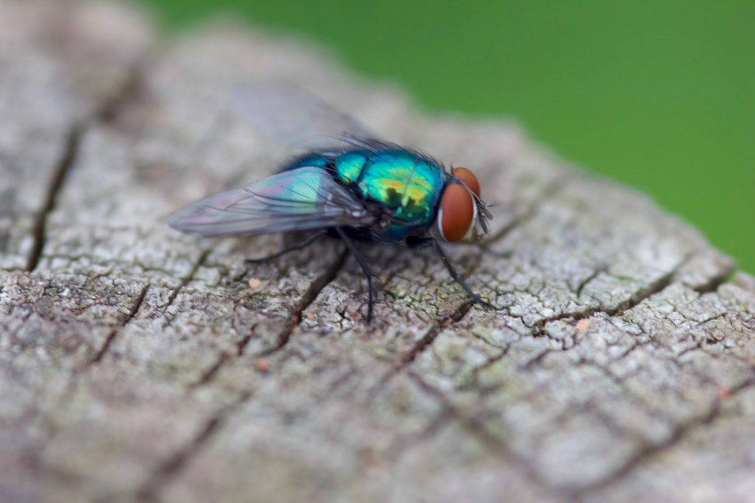 Resting on the fence post
