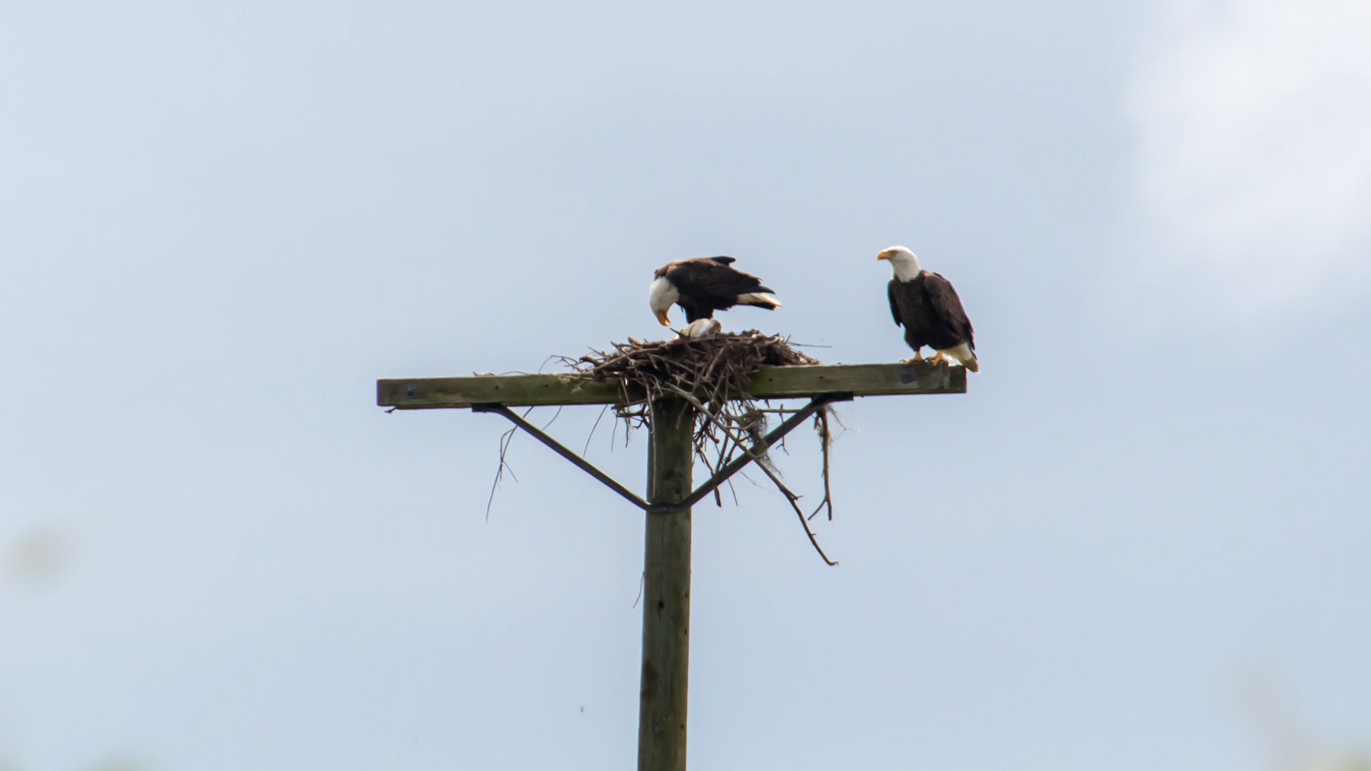 Bald Eagles making their nest