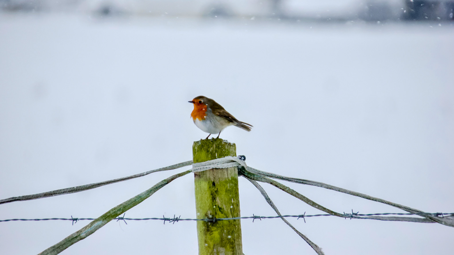 Robin at the smallholding on a fence post