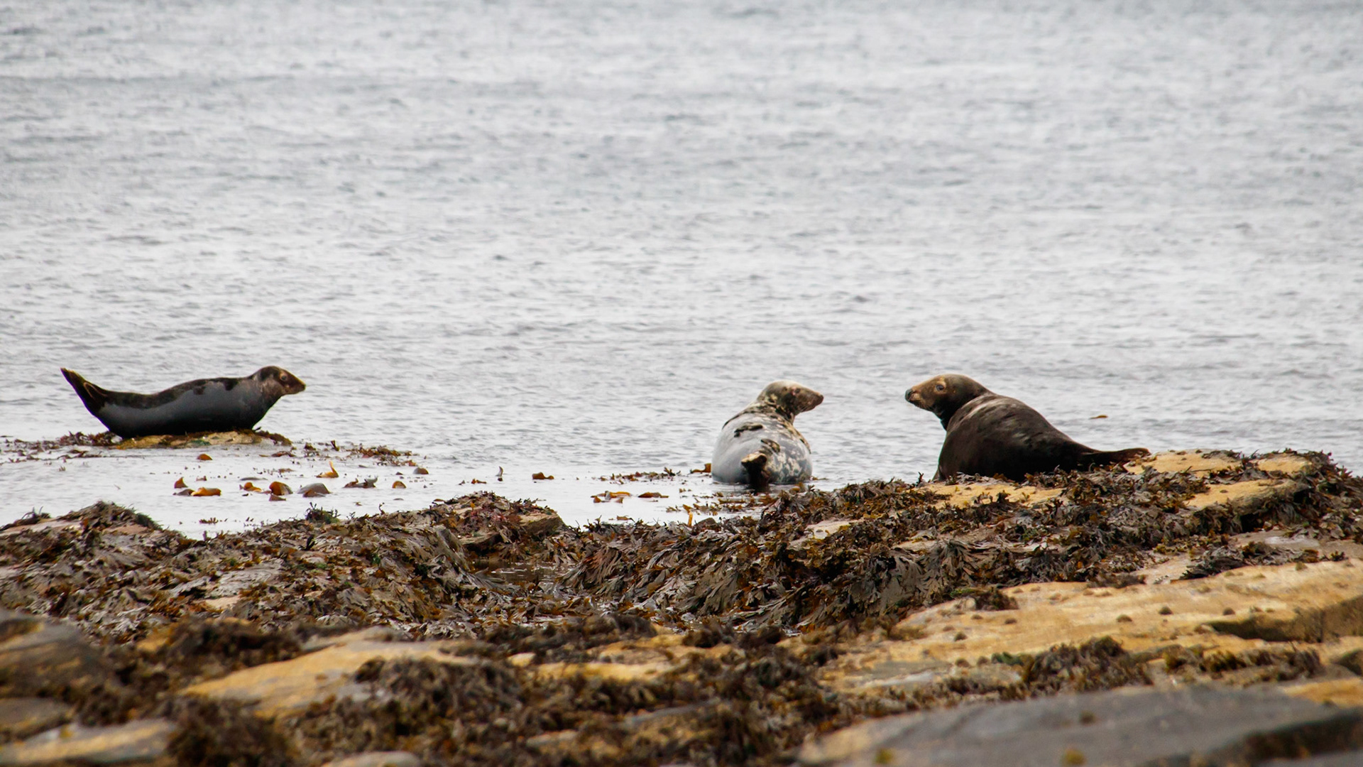 Seals on the beach in Scotland