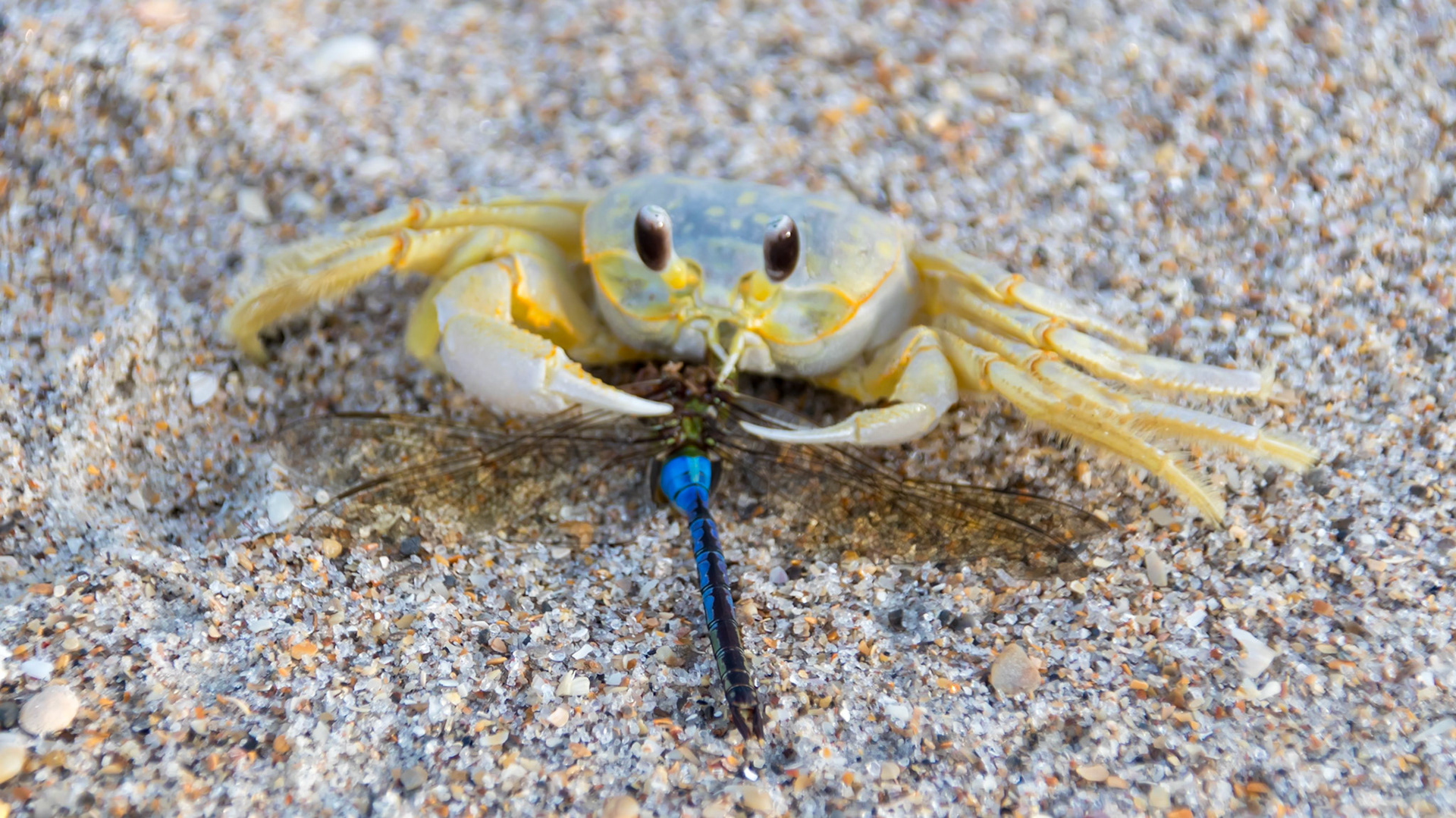 Crab ready for lunch