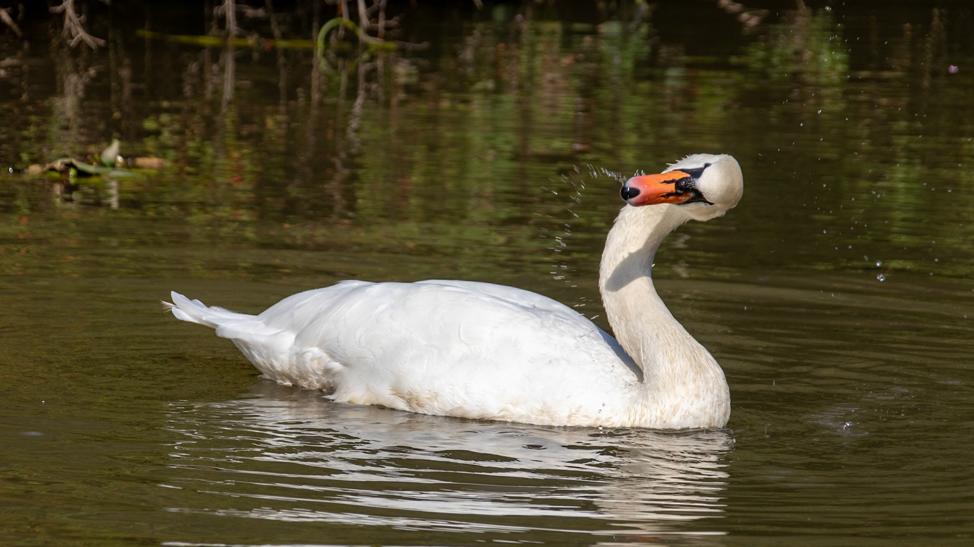 Swan splashing the canal water