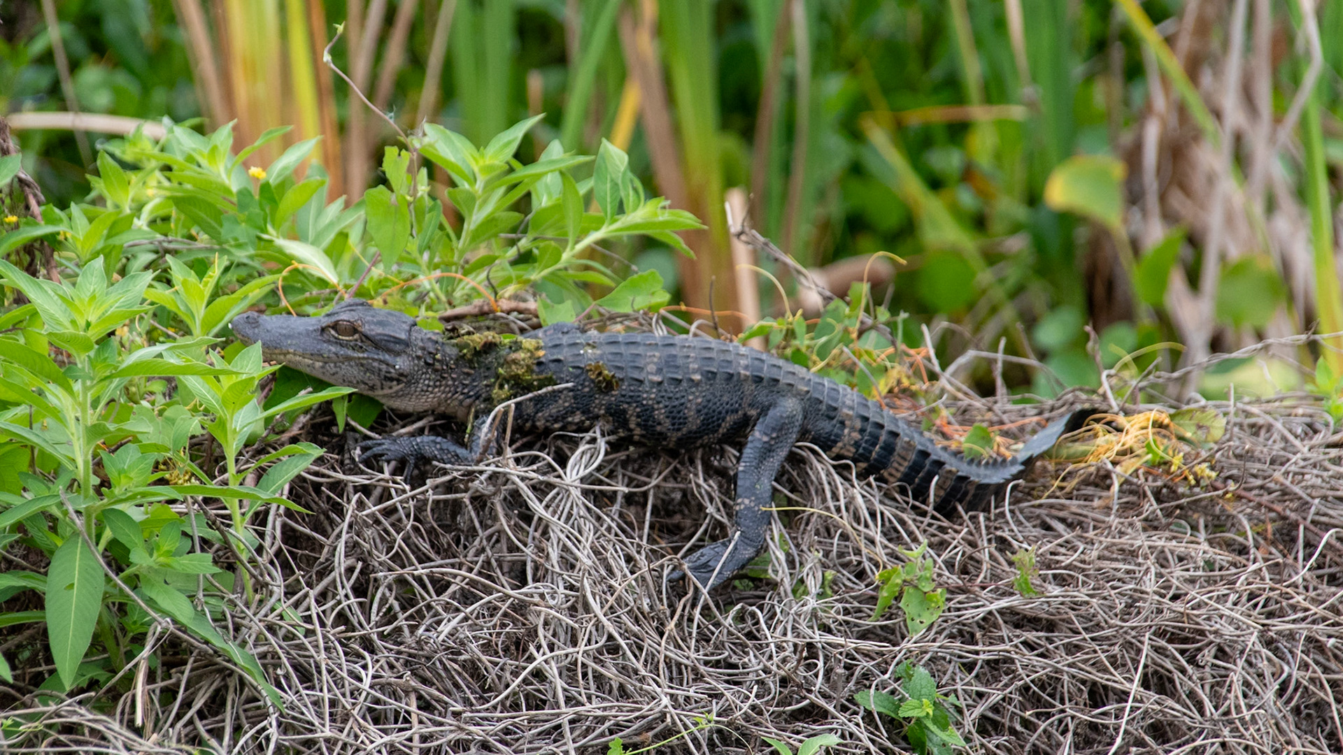 Baby alligator luying around