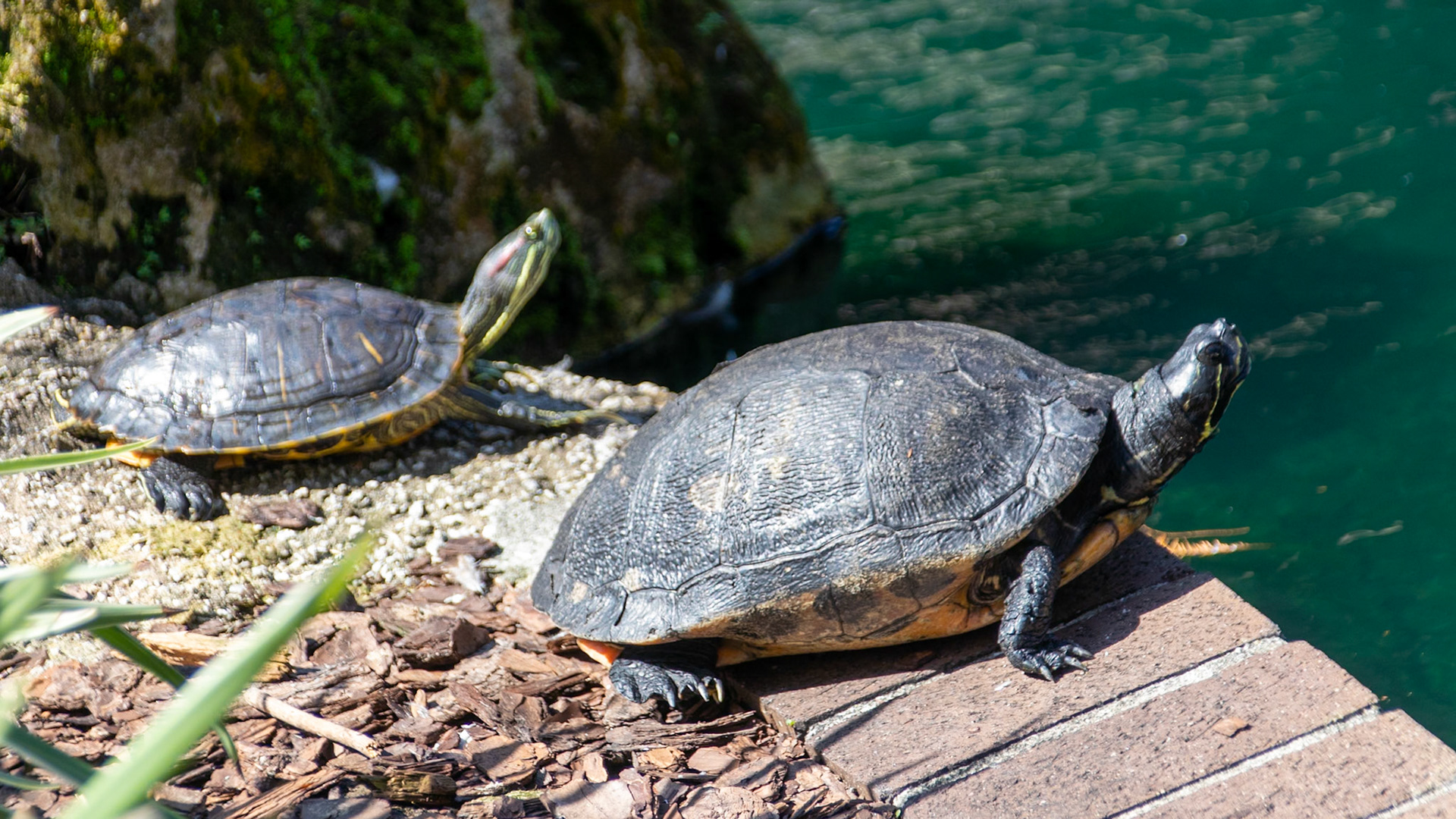 Turtles at Eola Park Lake