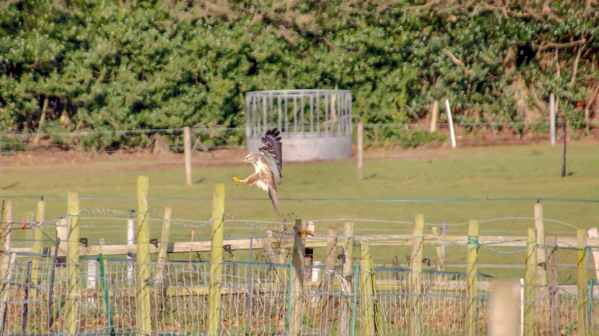 Buzzard coming into land