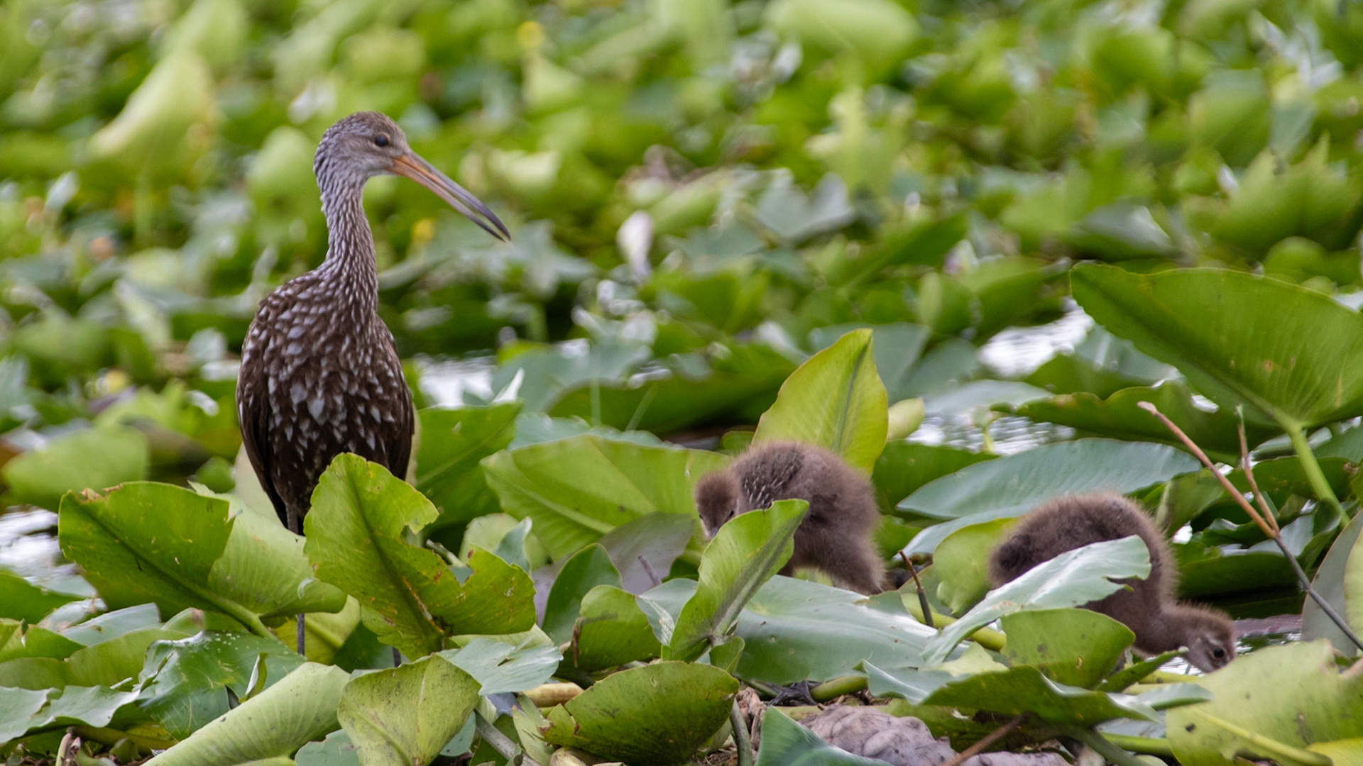 Mother keeping an eye on her young