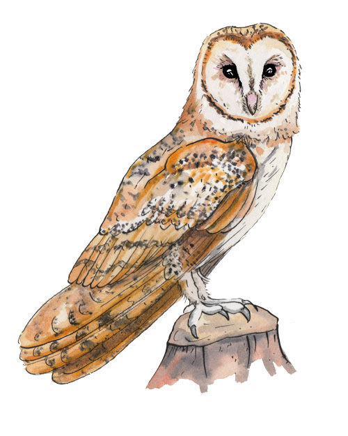 Barn owl