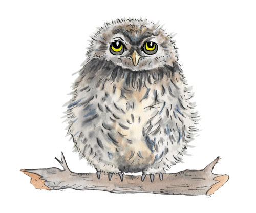 Baby owl
