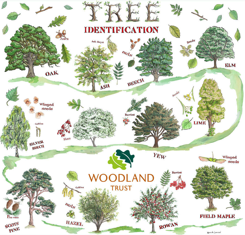 Amanda Loverseed - Tree Identification for The Woodland Trust