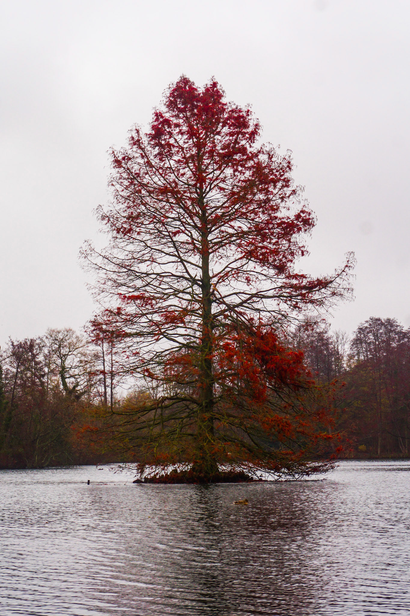 Autumn Tree - Yateley, UK - 2020