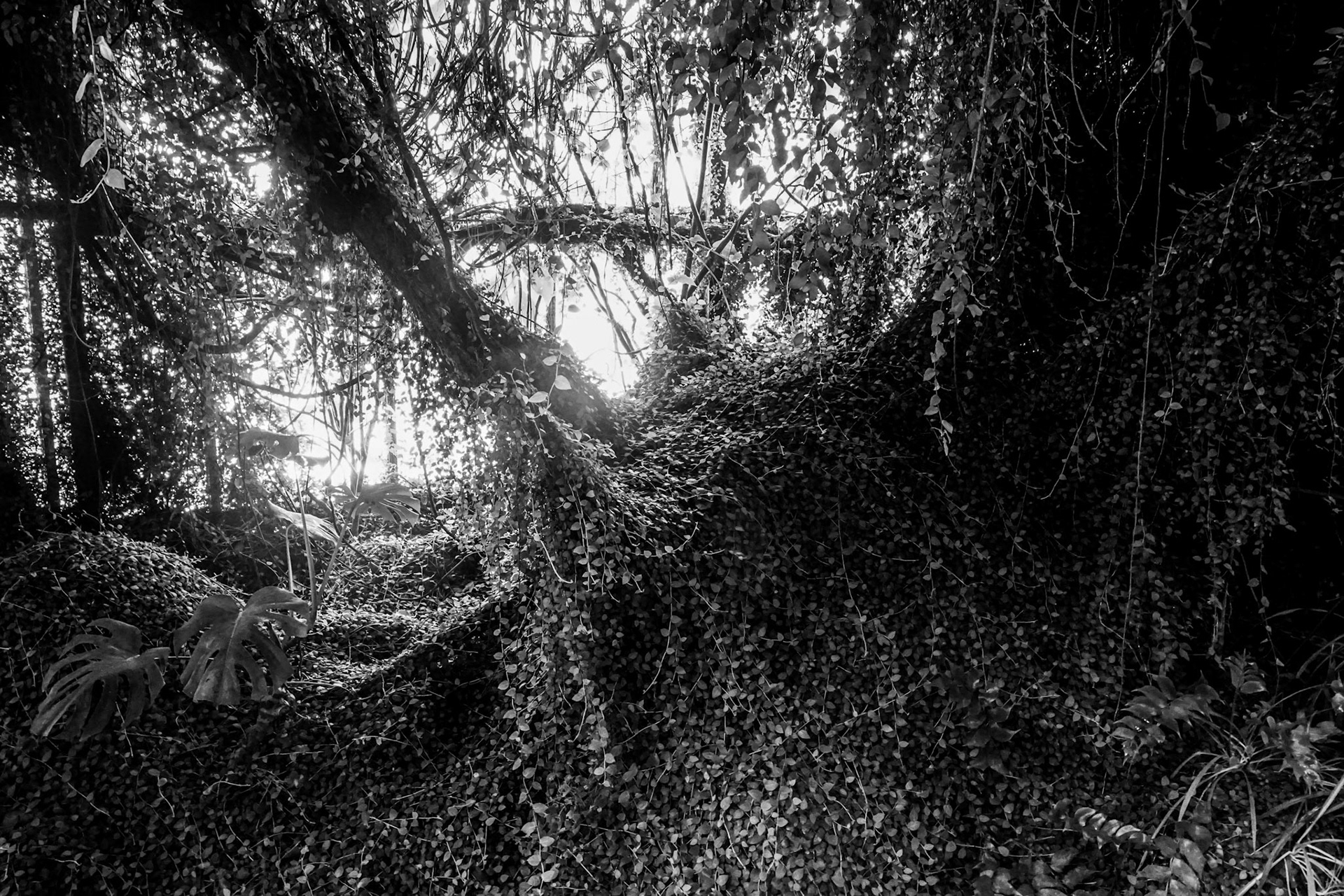 Jungle - Ventnor Botanic Garden, Isle of Wight, UK - 2020