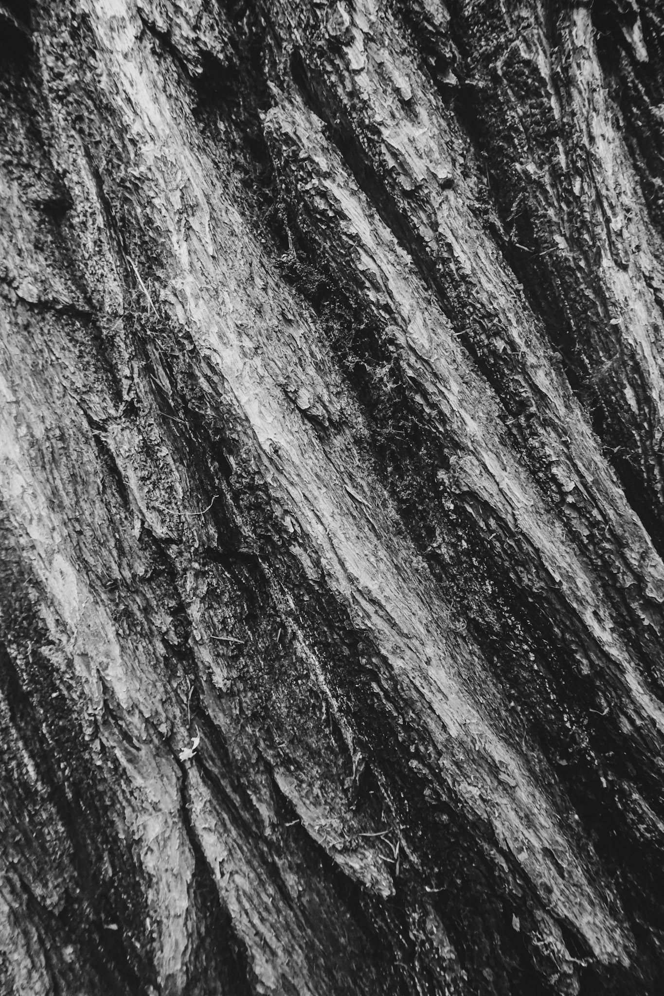 Bark #2 - Virginia Waters, UK - 2021