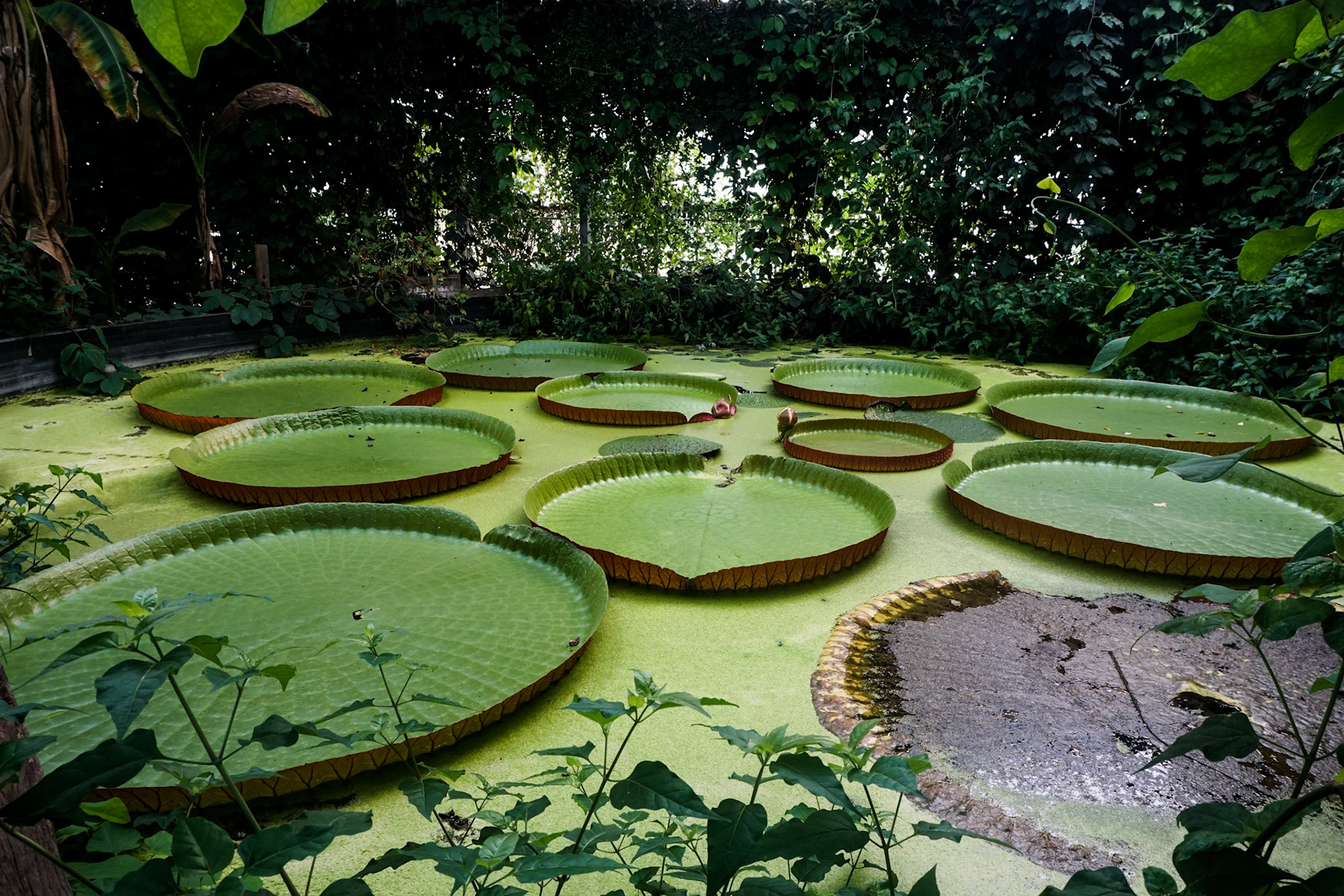Lilypads - Ventnor Botanic Garden, Isle of Wight, UK - 2020