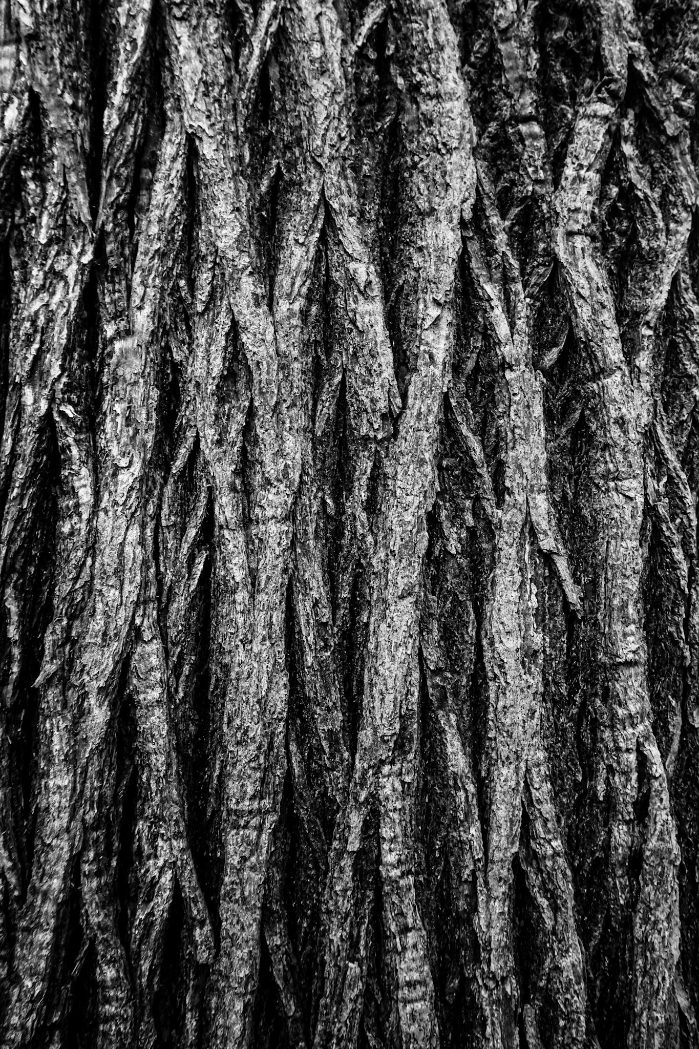 Bark #3 - Virginia Waters, UK - 2021