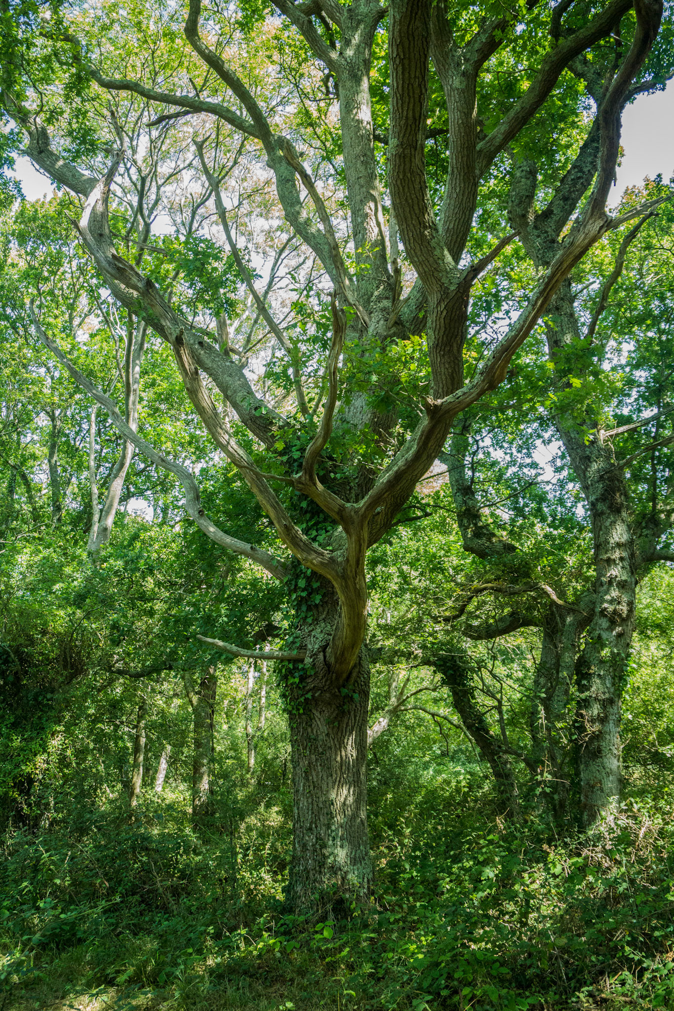 All Green - Isle of Wight, UK - 2020