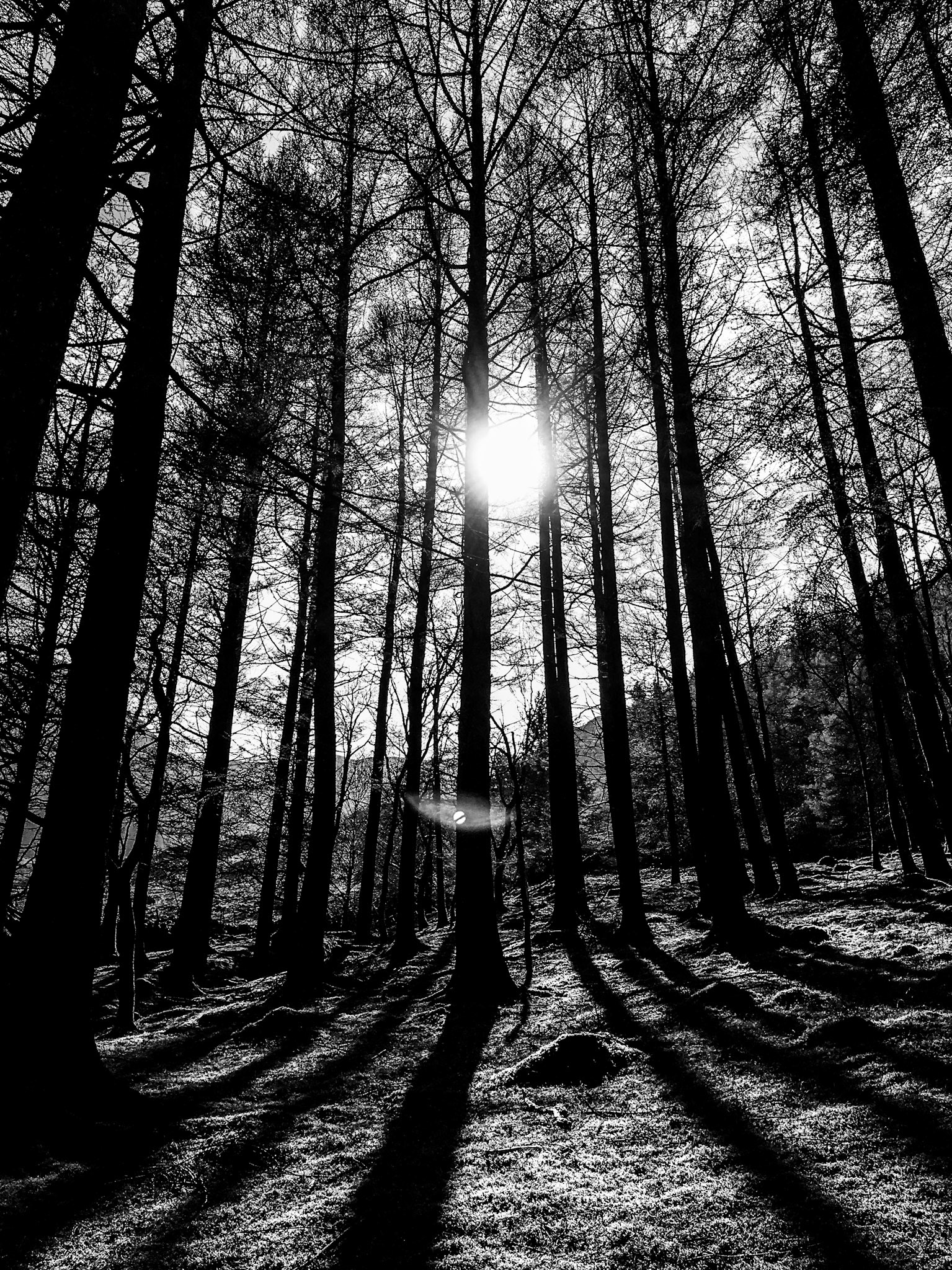 Tree Shadows - Lake District National Park, UK - 2019