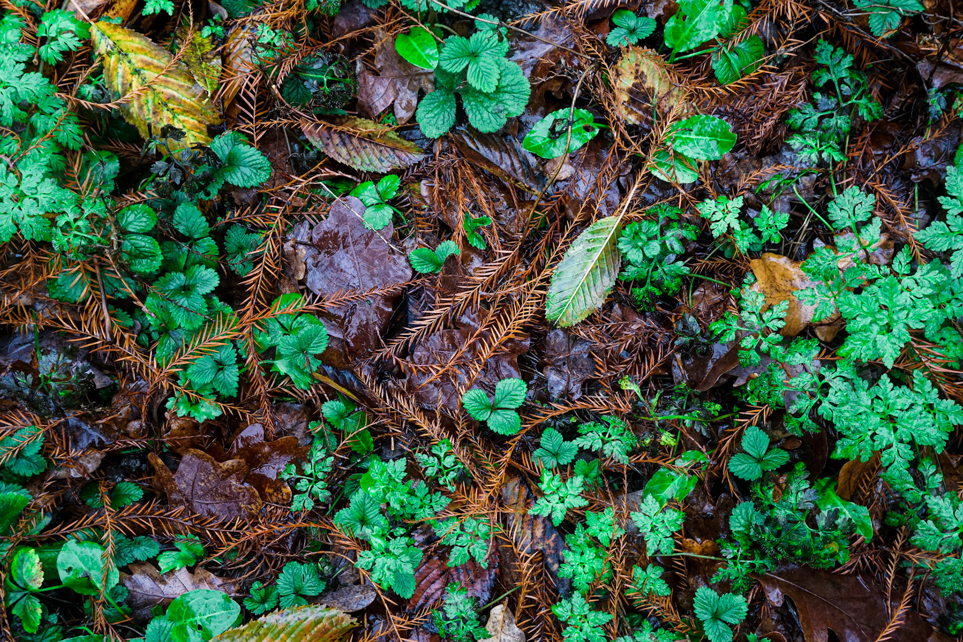 Woodland Floor - Cadsden, UK - 2021