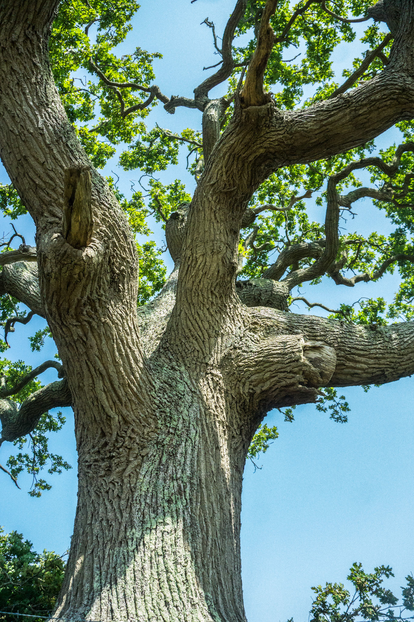 Tree Portrait - Isle of Wight, UK - 2020