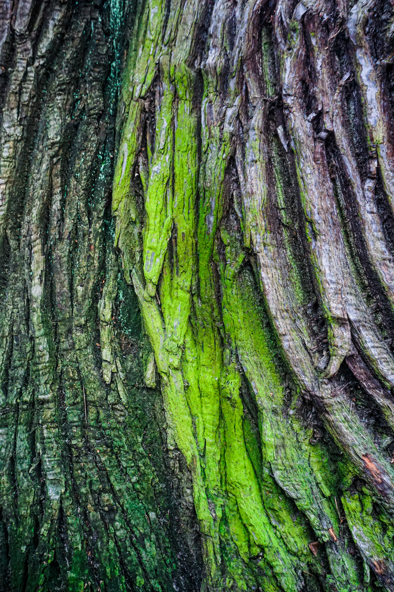 Bark #4 - Virginia Waters, UK - 2021