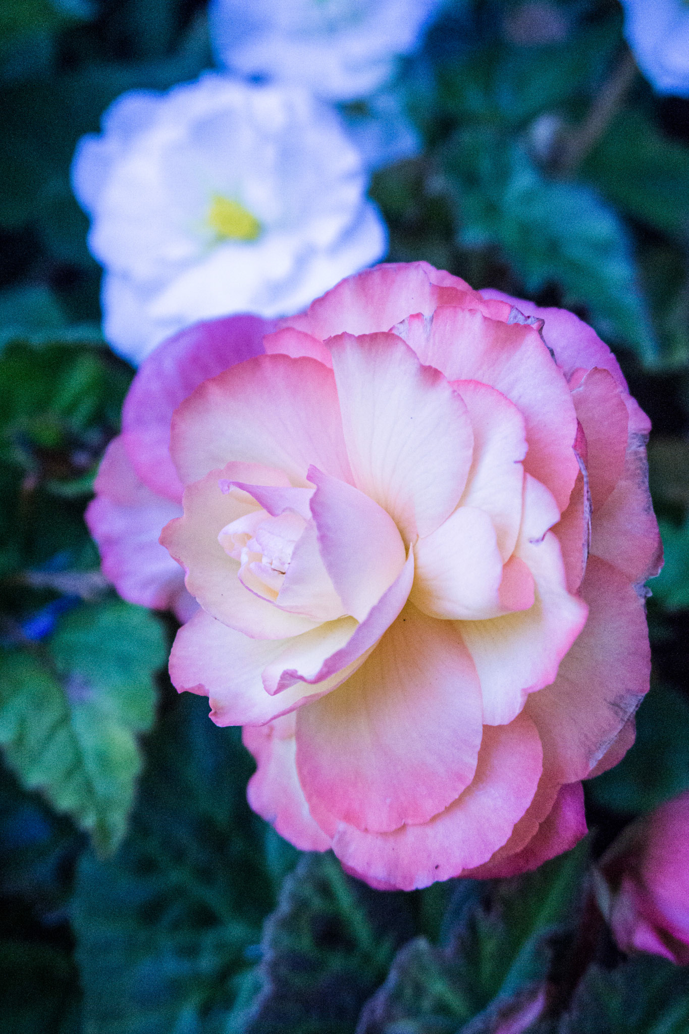 Blush - Isle of Wight, UK - 2020