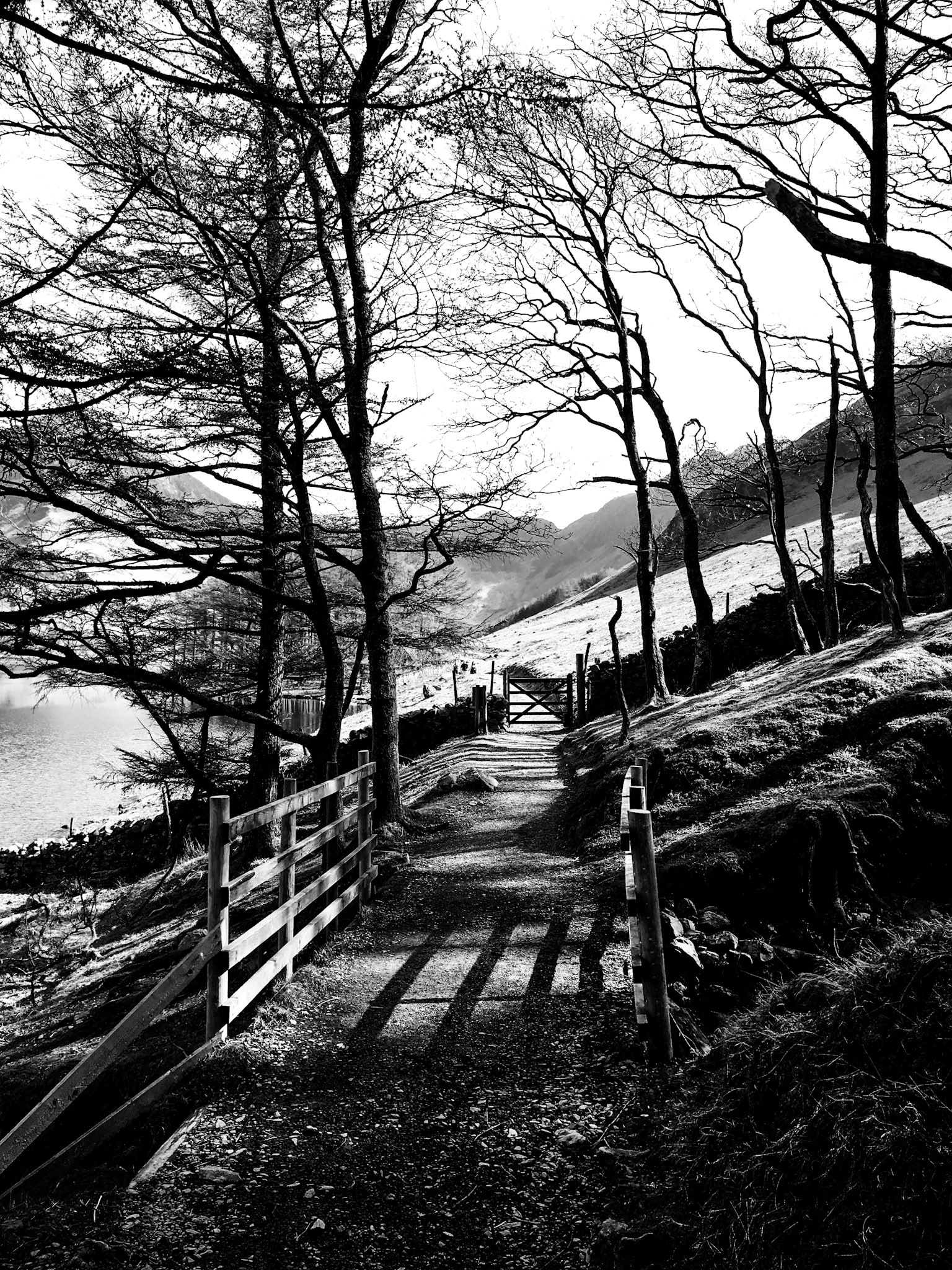 Unnatural Trees - Lake District, UK - 2019