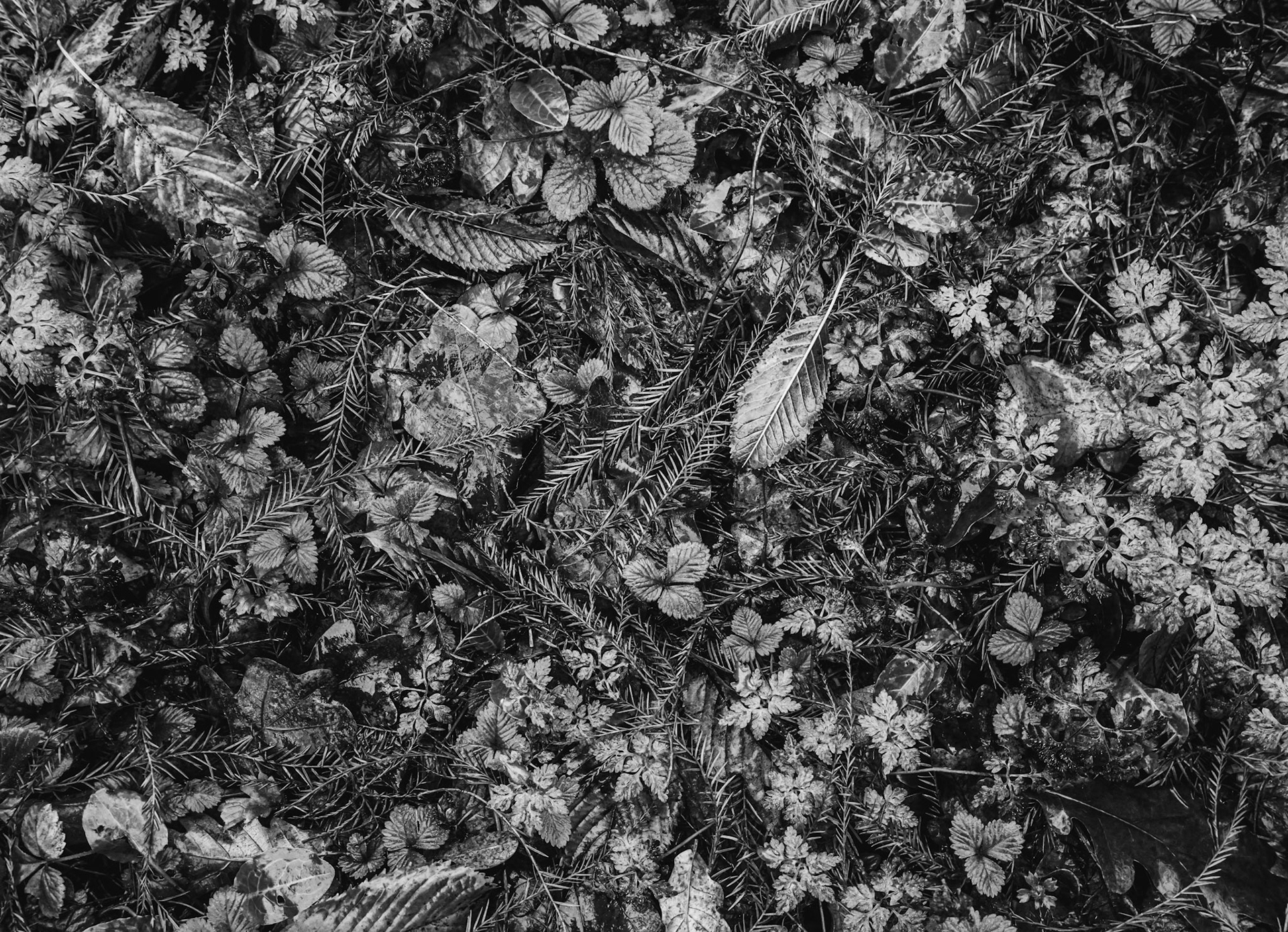 Woodland Floor (B&W) - Cadsden, UK - 2021