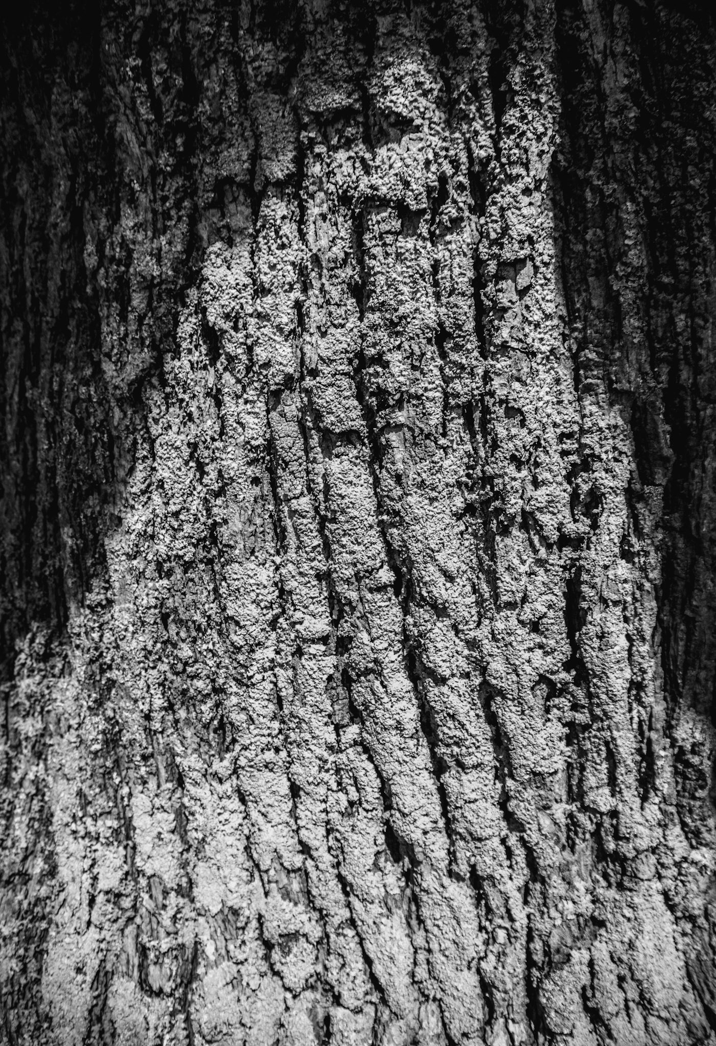 Bark - Isle of Wight, UK - 2020
