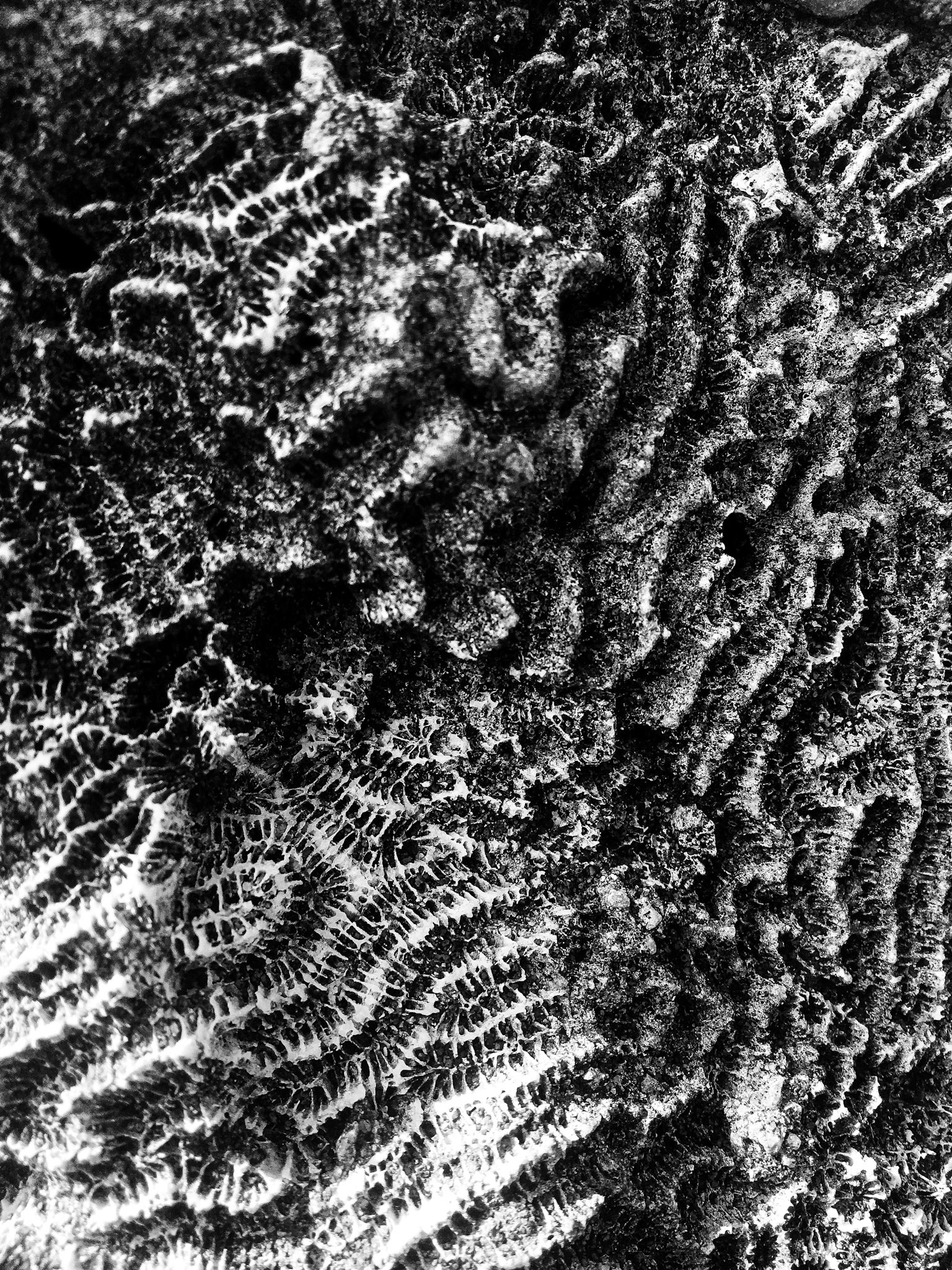 Coral - Vietnam - 2019