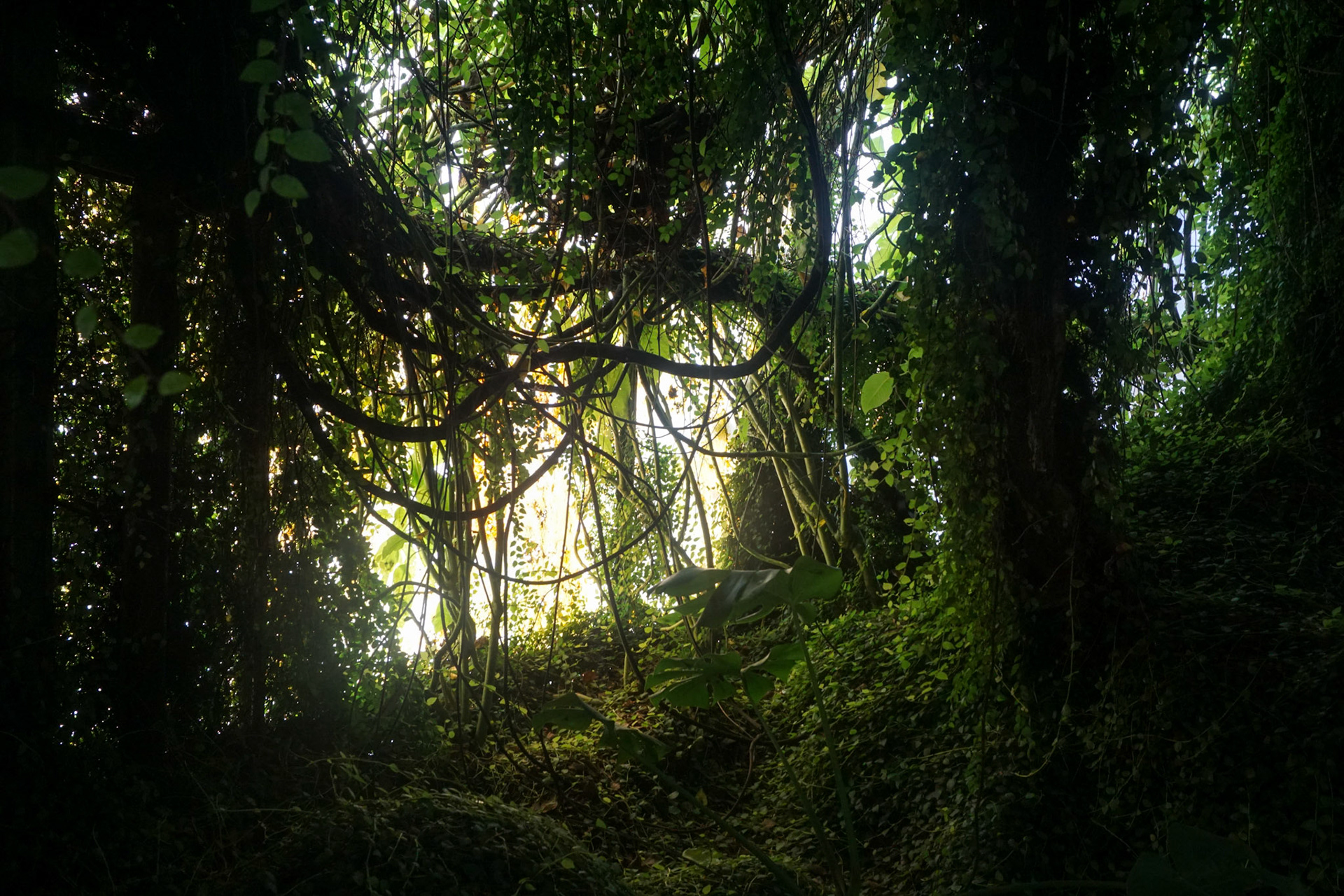 Tangled - Ventnor Botanic Garden, Isle of Wight, UK - 2020