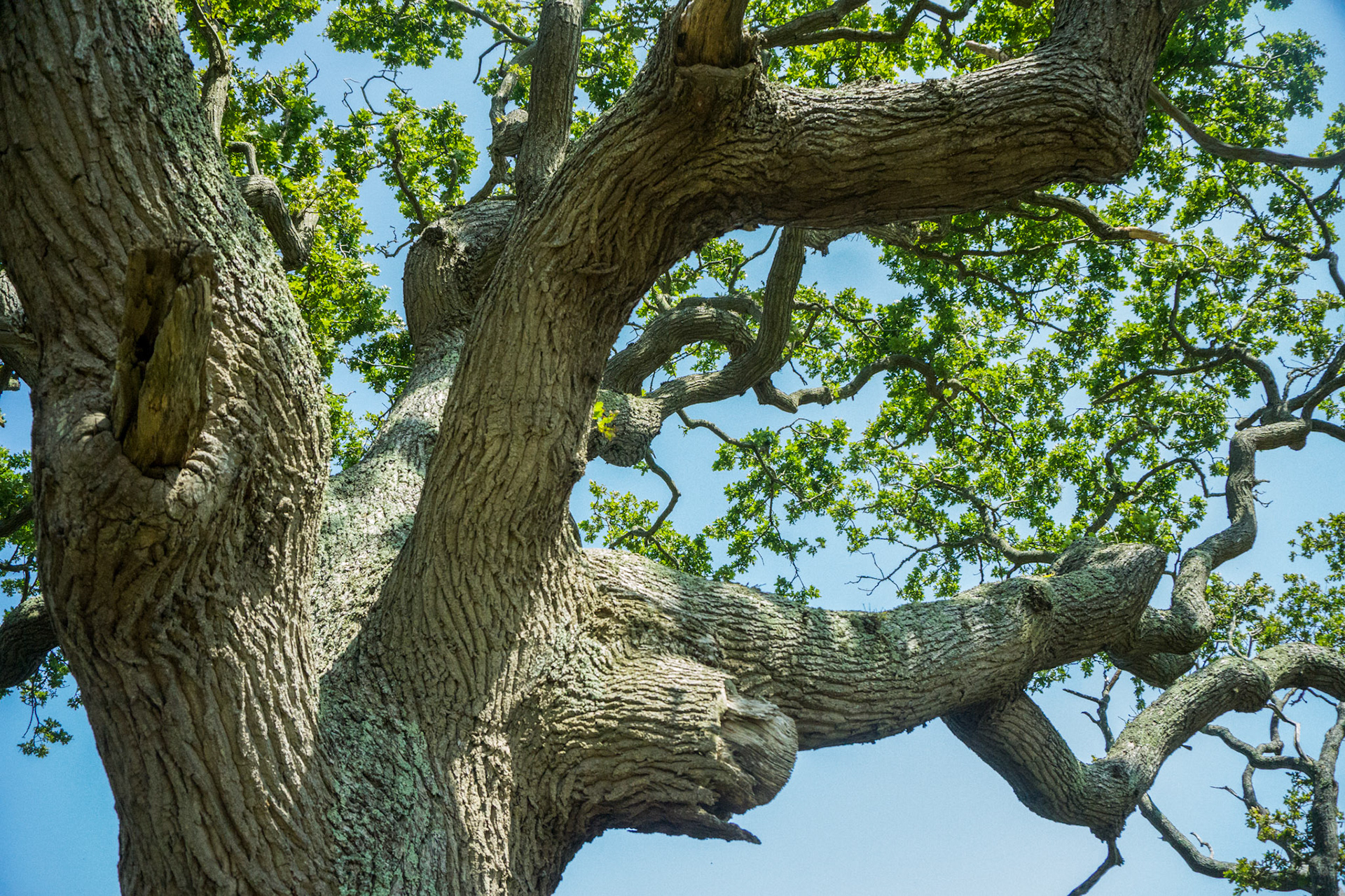 Mini Trees - Isle of Wight, UK - 2020
