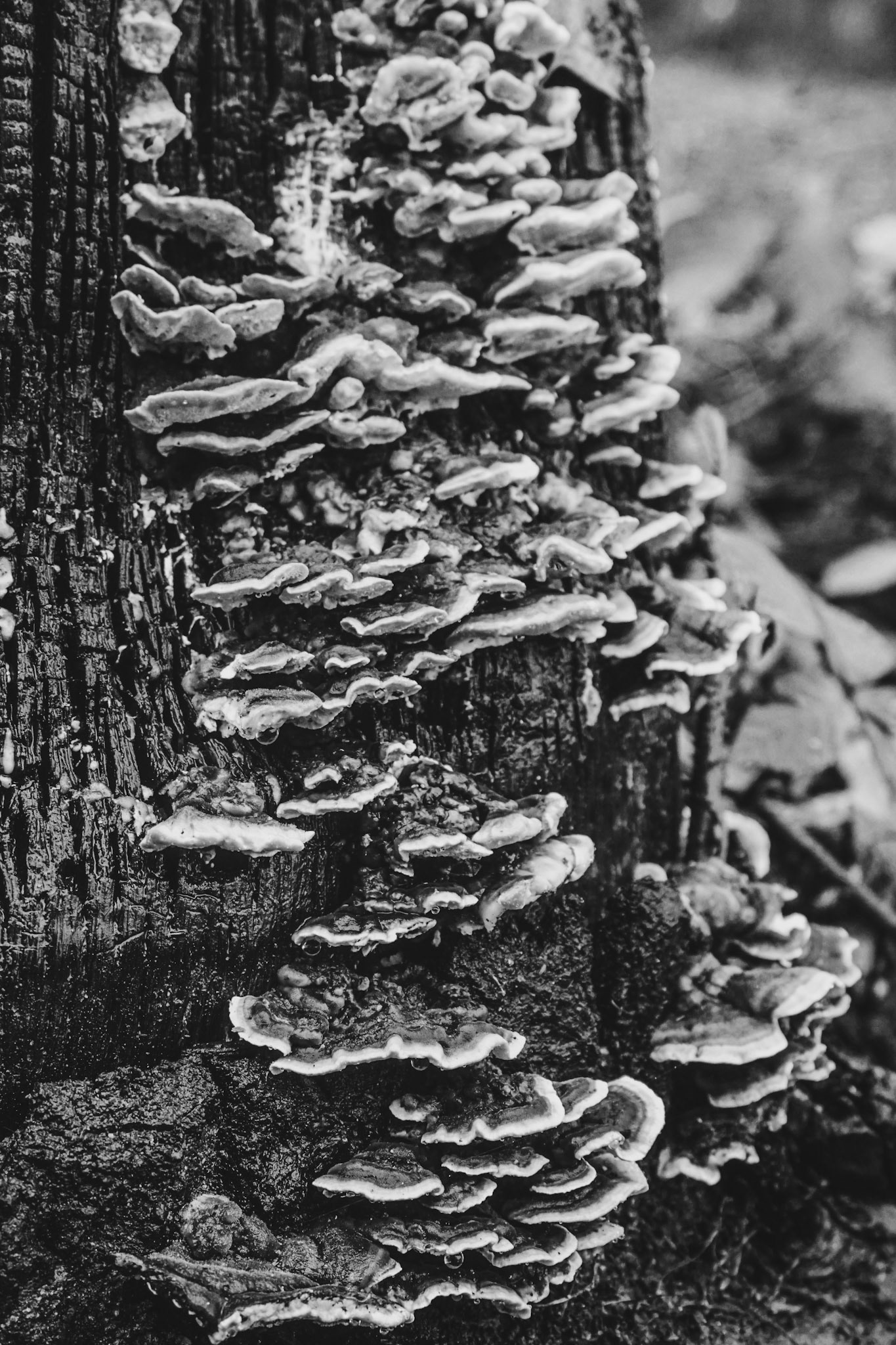 Mush - Cadsden, UK - 2020