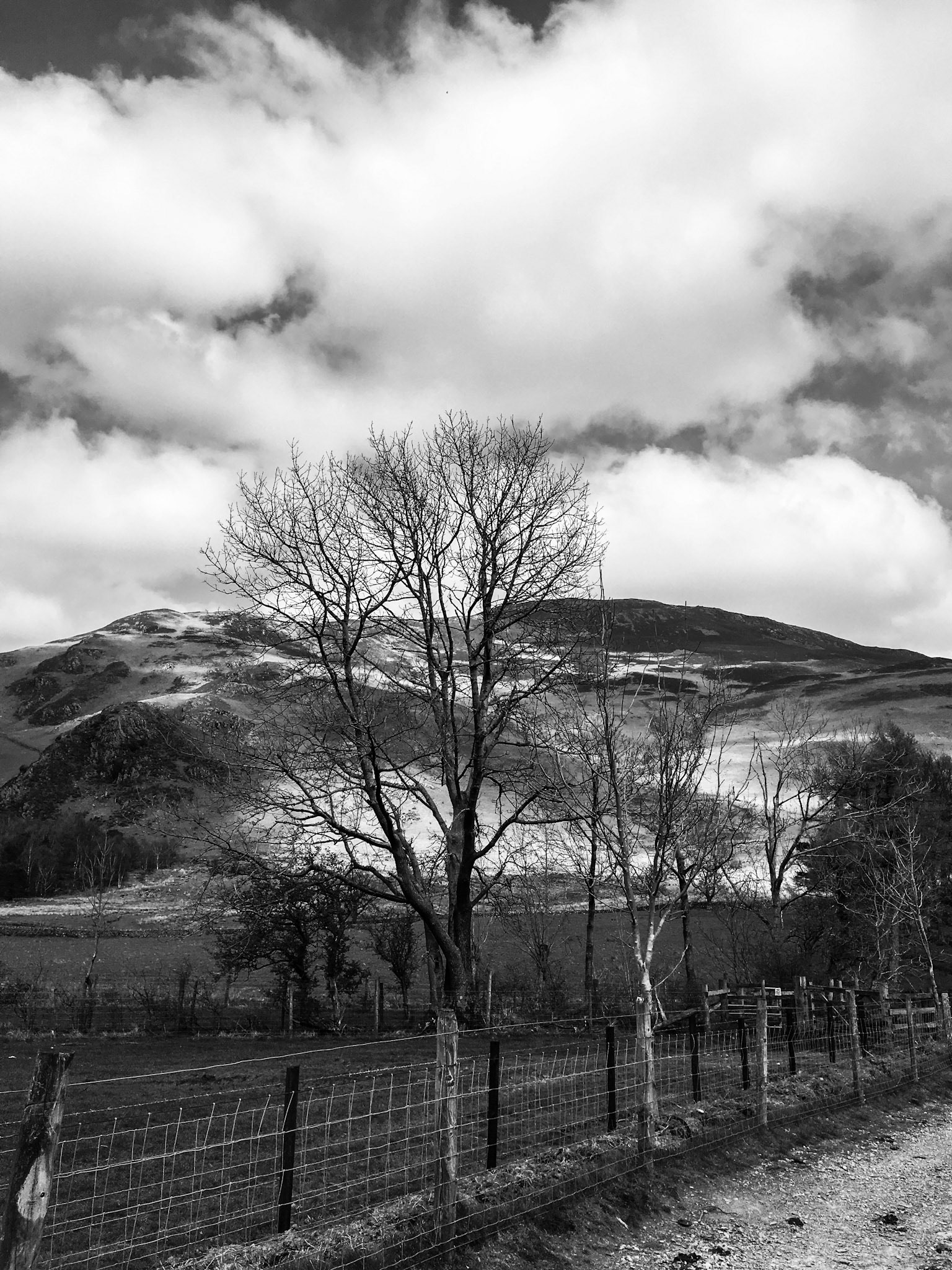Dramatic Tree - Lake District National Park, Lake Buttermere, UK - 2019