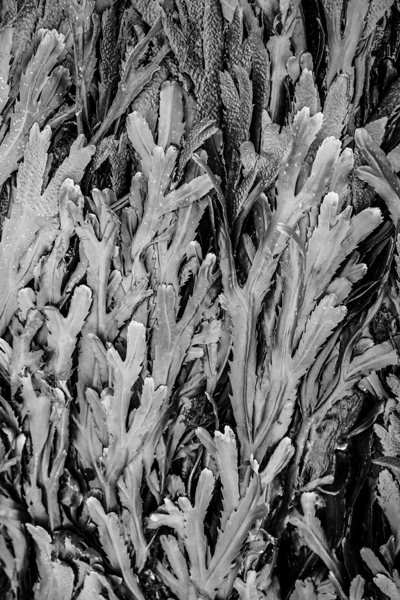 Seaweed - Isle of Wight, UK - 2021
