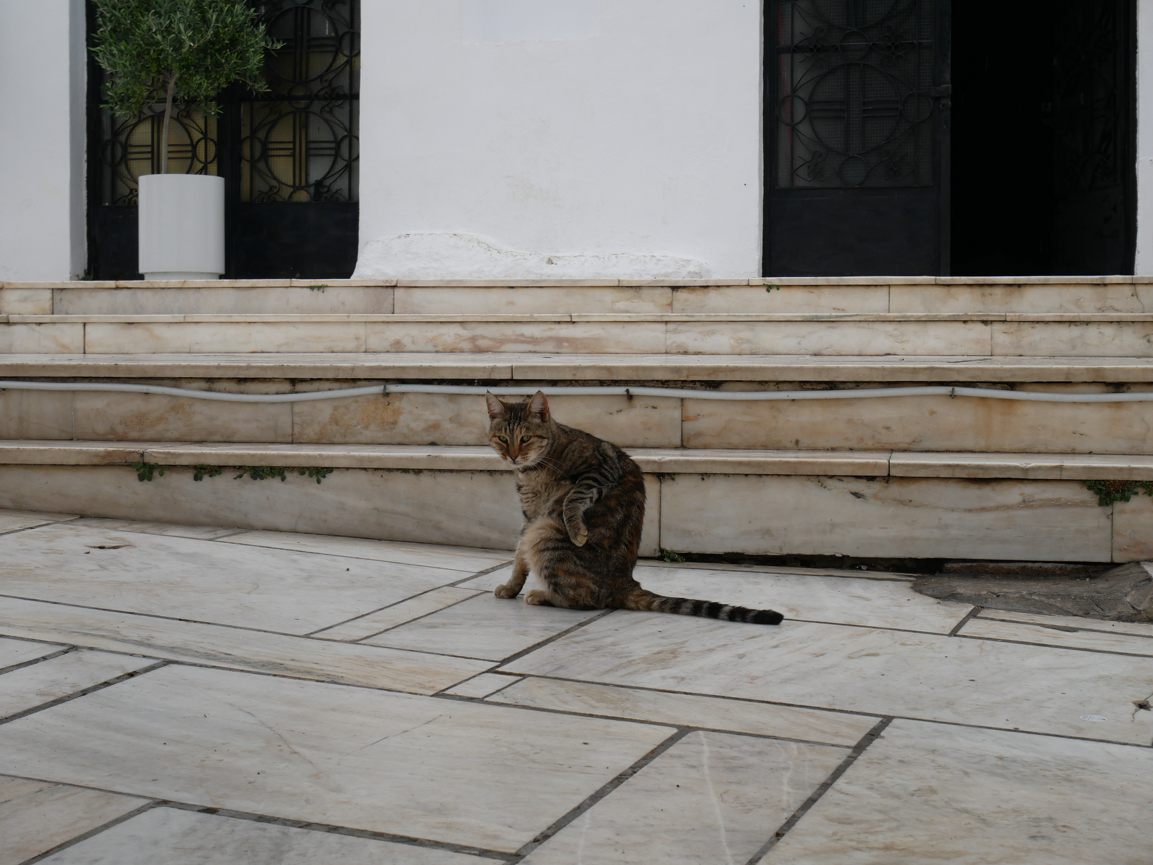 I can touch the kitty.