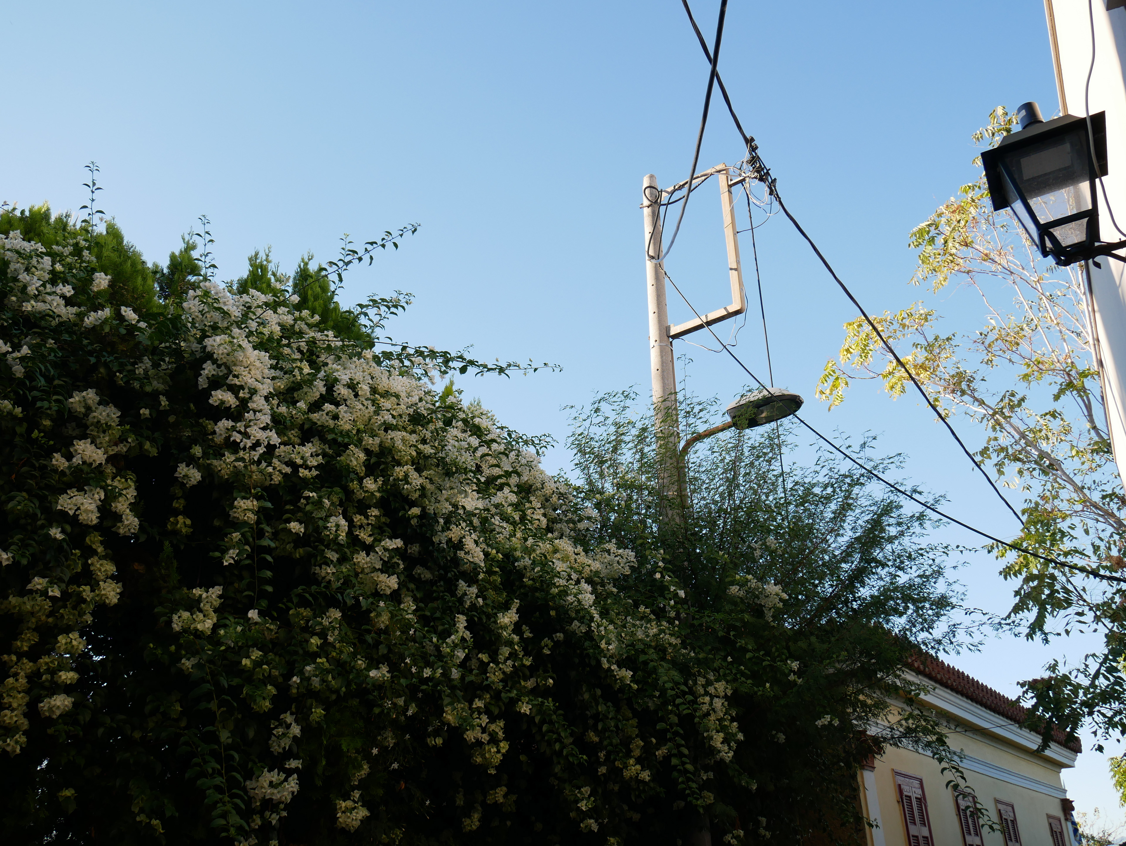 I can smell flowers.