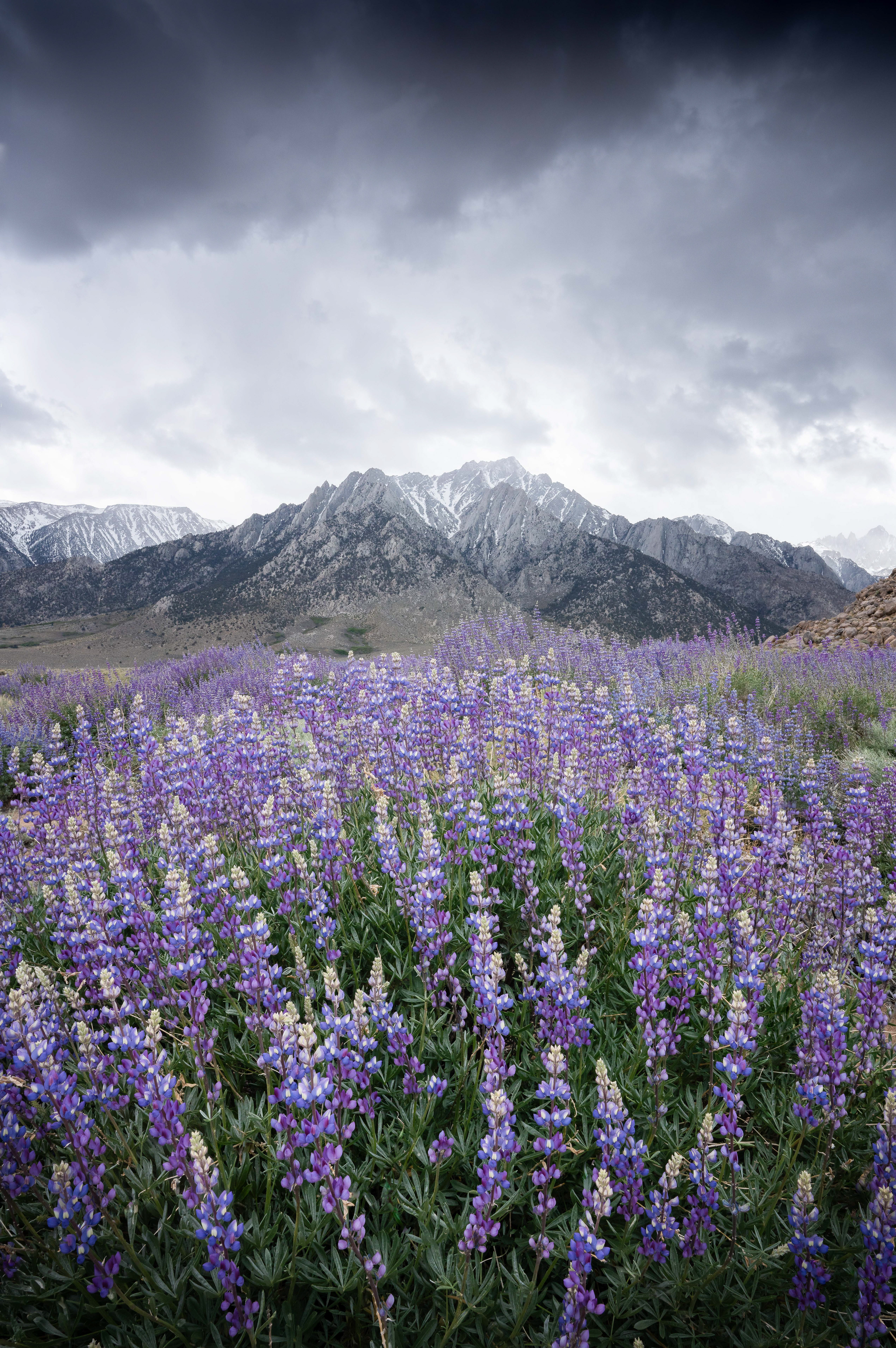 8 Lupins