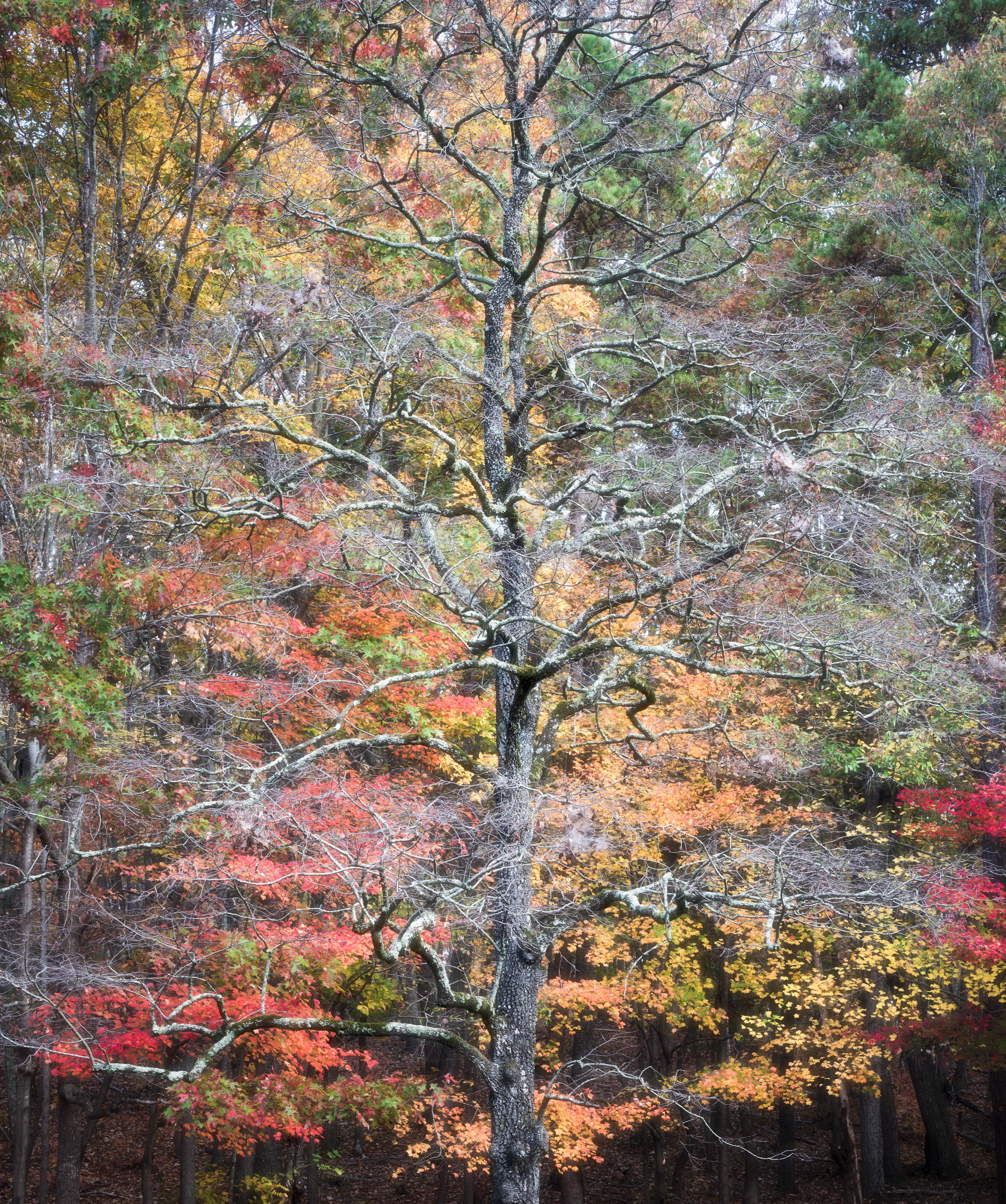 36 Fall in NC
