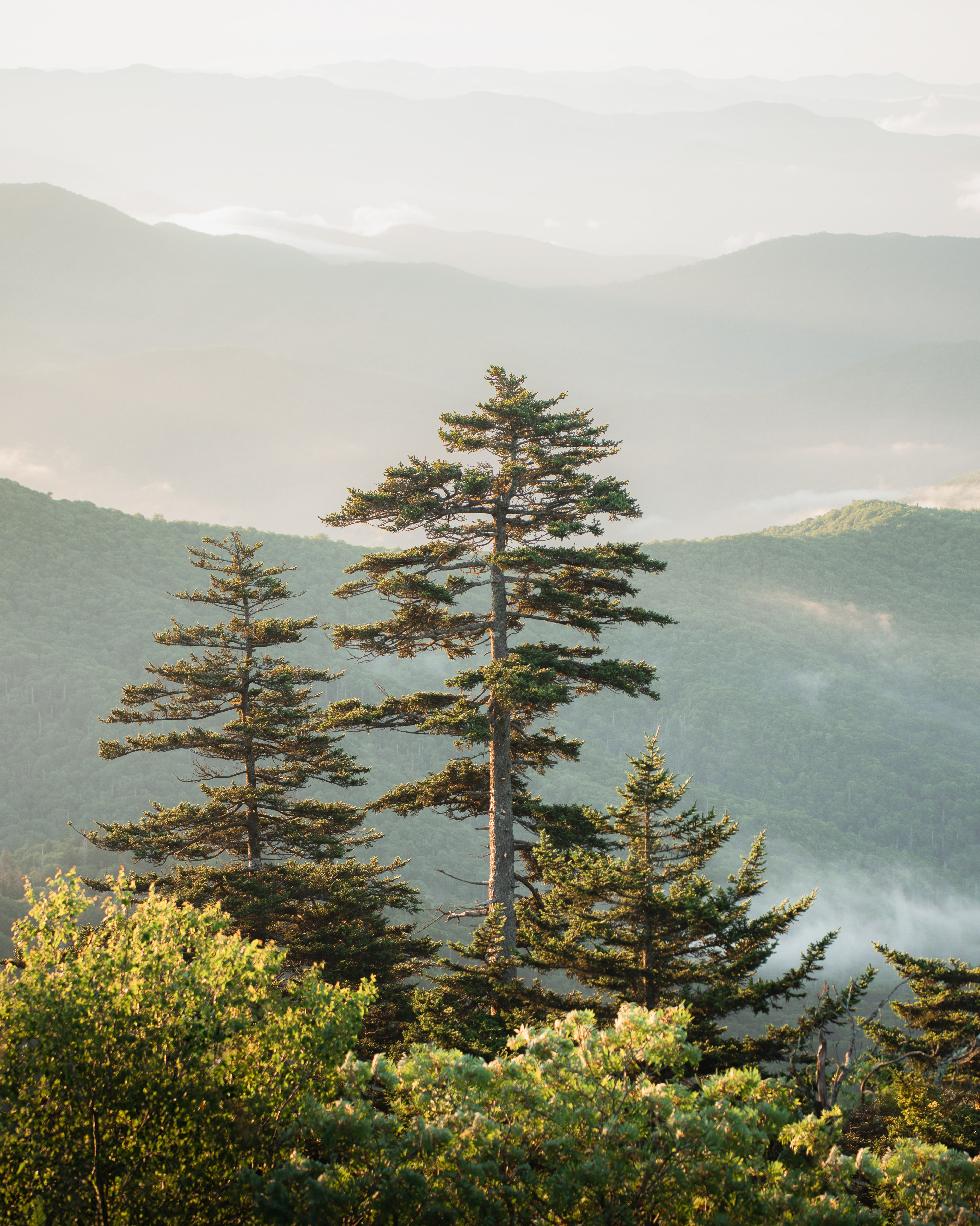 20 Smoky Trees